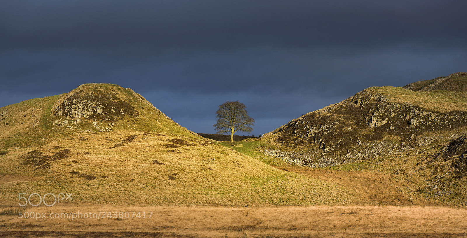 Nikon D810 sample photo. Sycamore gap photography