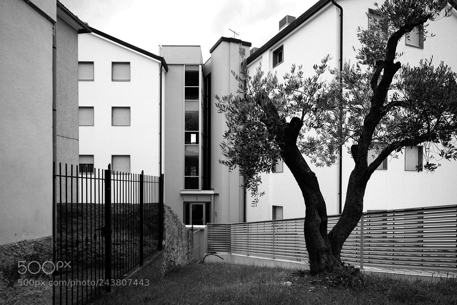 Sony Alpha NEX-7 sample photo. The last olive tree photography