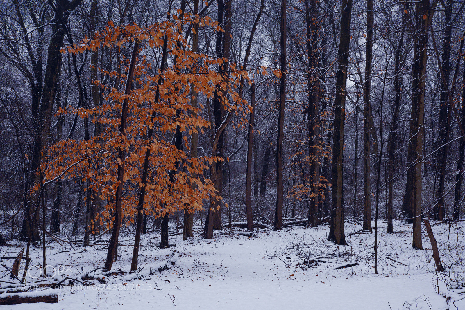 Nikon D810 sample photo. Color in the snow photography