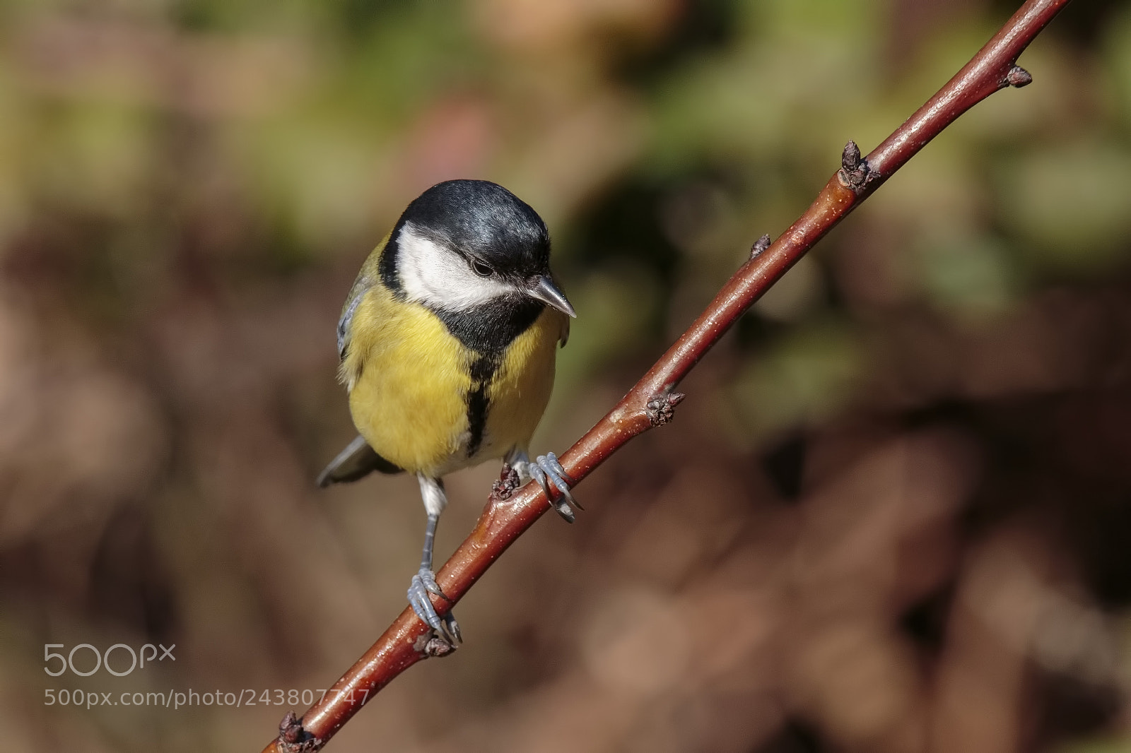 Canon EOS 7D Mark II sample photo. Parus major photography