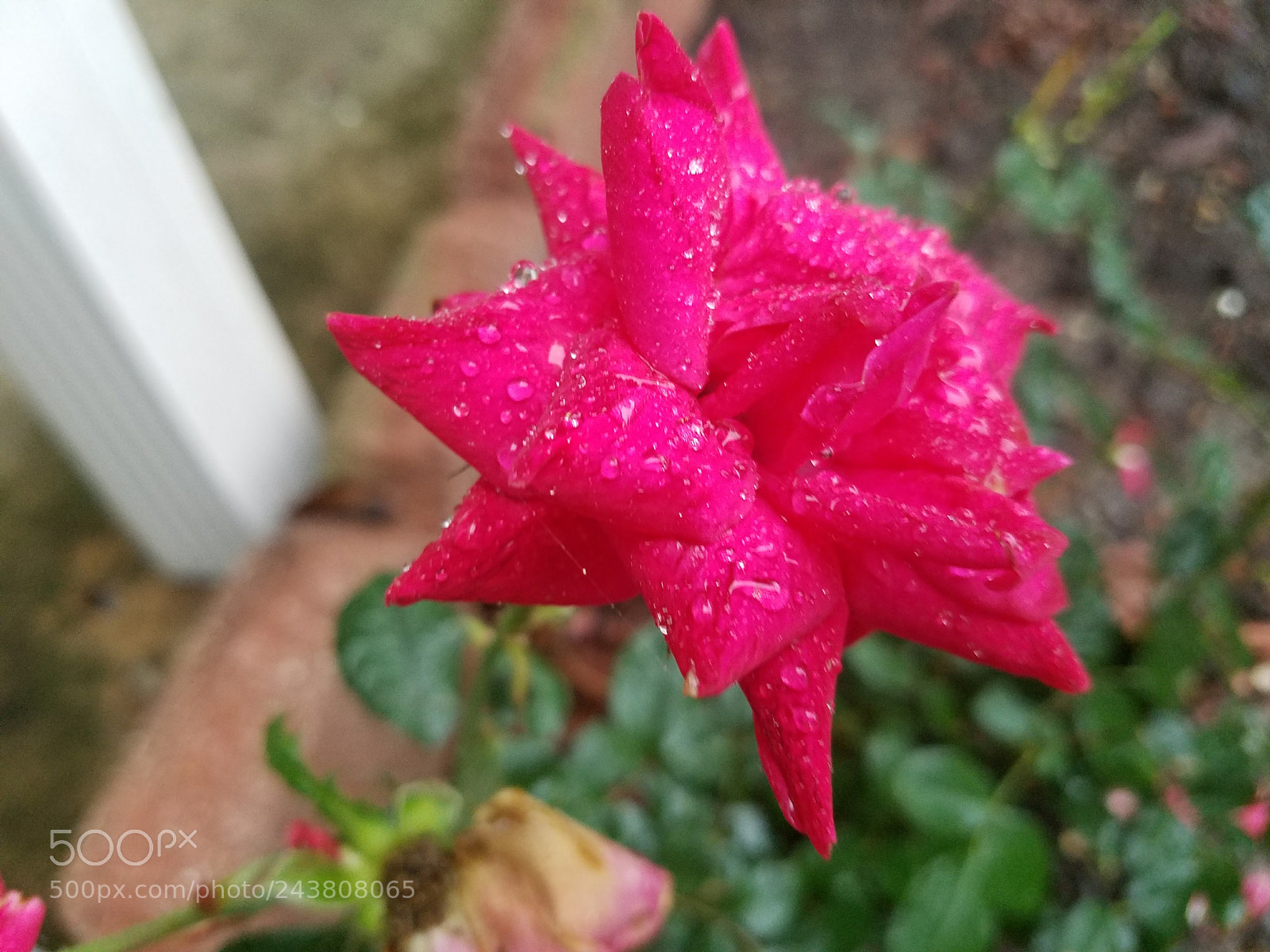 Samsung Galaxy S7 sample photo. Morning dew 2 photography