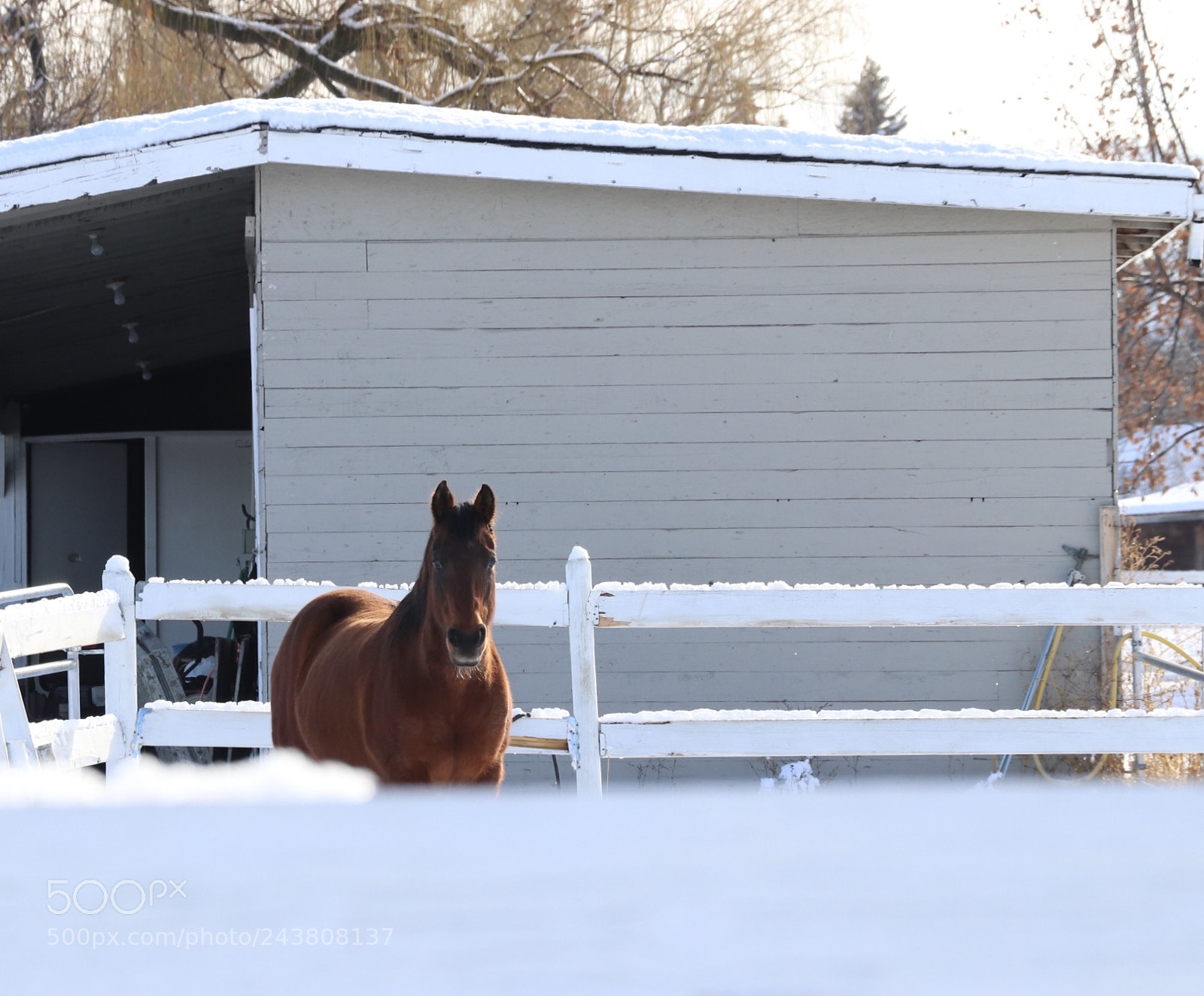 Canon EOS 800D (EOS Rebel T7i / EOS Kiss X9i) sample photo. Winter horse photography