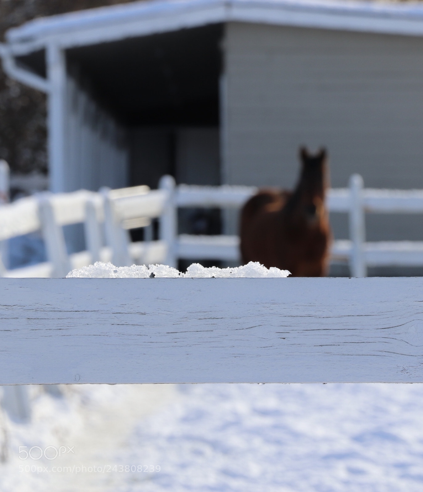 Canon EOS 800D (EOS Rebel T7i / EOS Kiss X9i) sample photo. Winter horse (2) photography