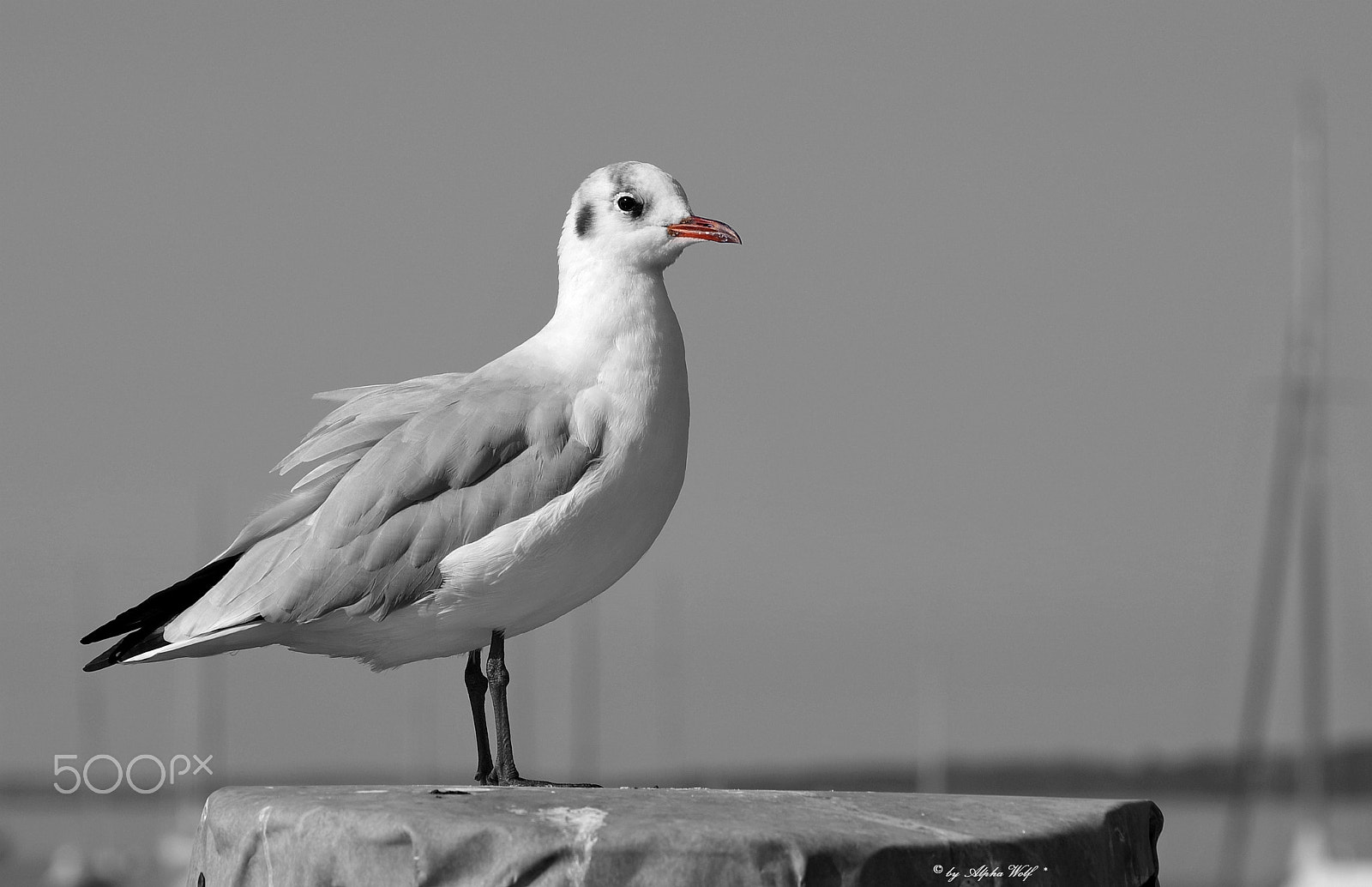 Pentax K-1 sample photo. Seagull photography