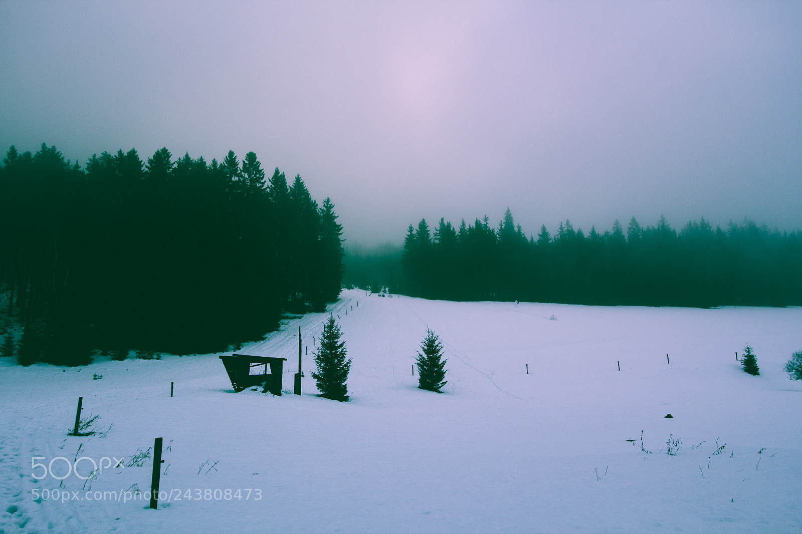 Canon EOS 60D sample photo. Snow photography