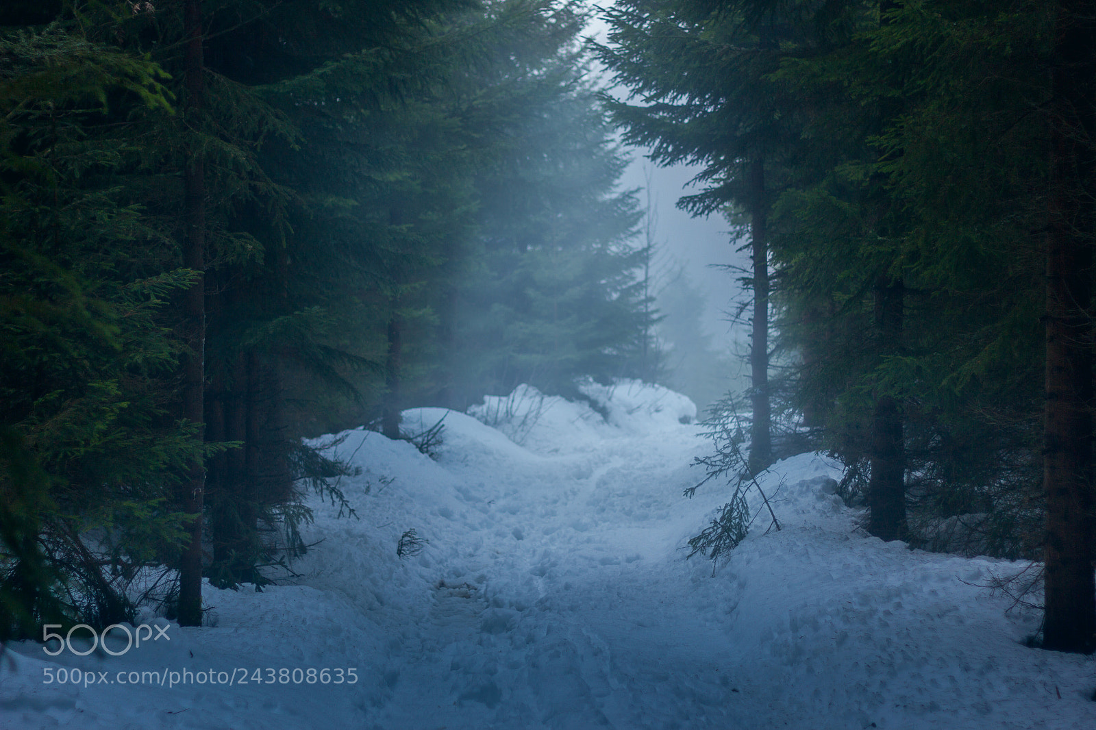 Canon EOS 60D sample photo. Into the woods photography