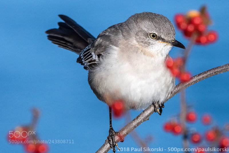 Nikon D500 sample photo. Northern mockingbird on red photography