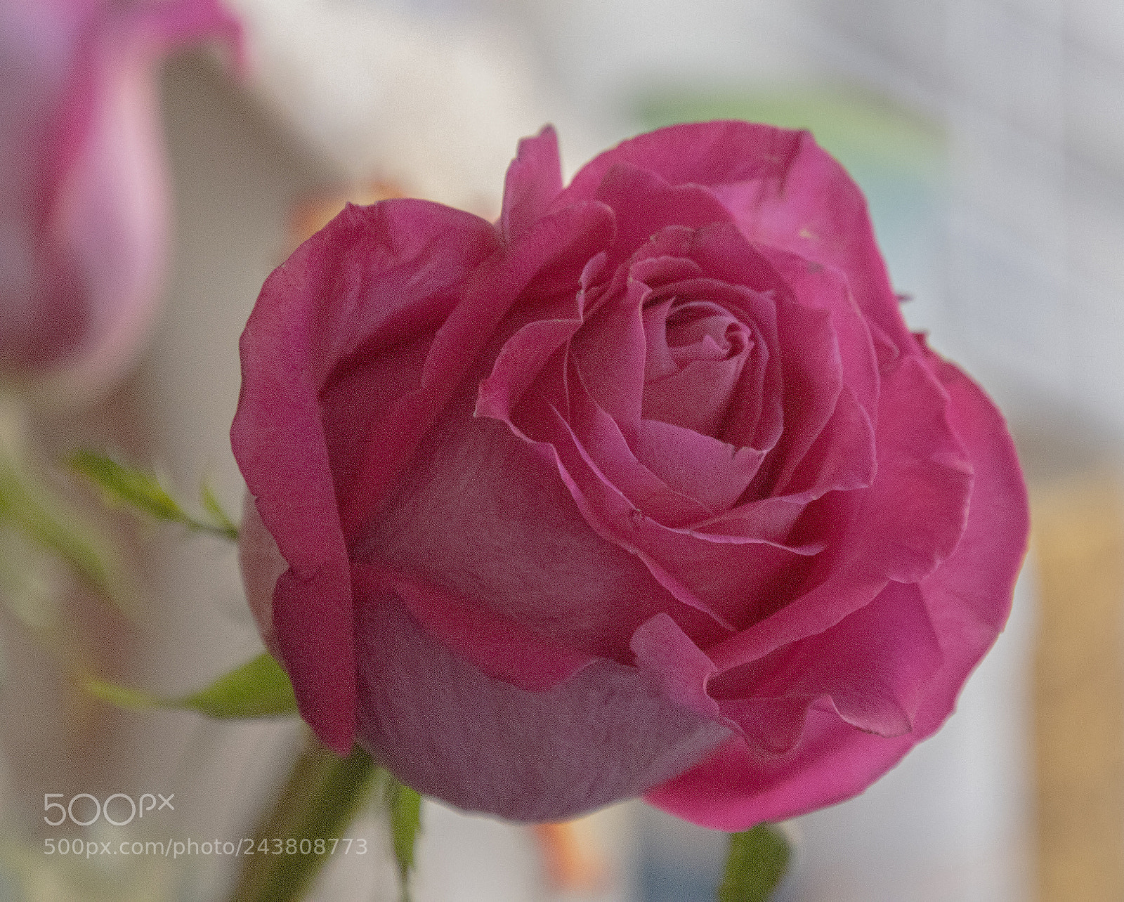 Canon EOS 77D (EOS 9000D / EOS 770D) sample photo. A rose is a photography