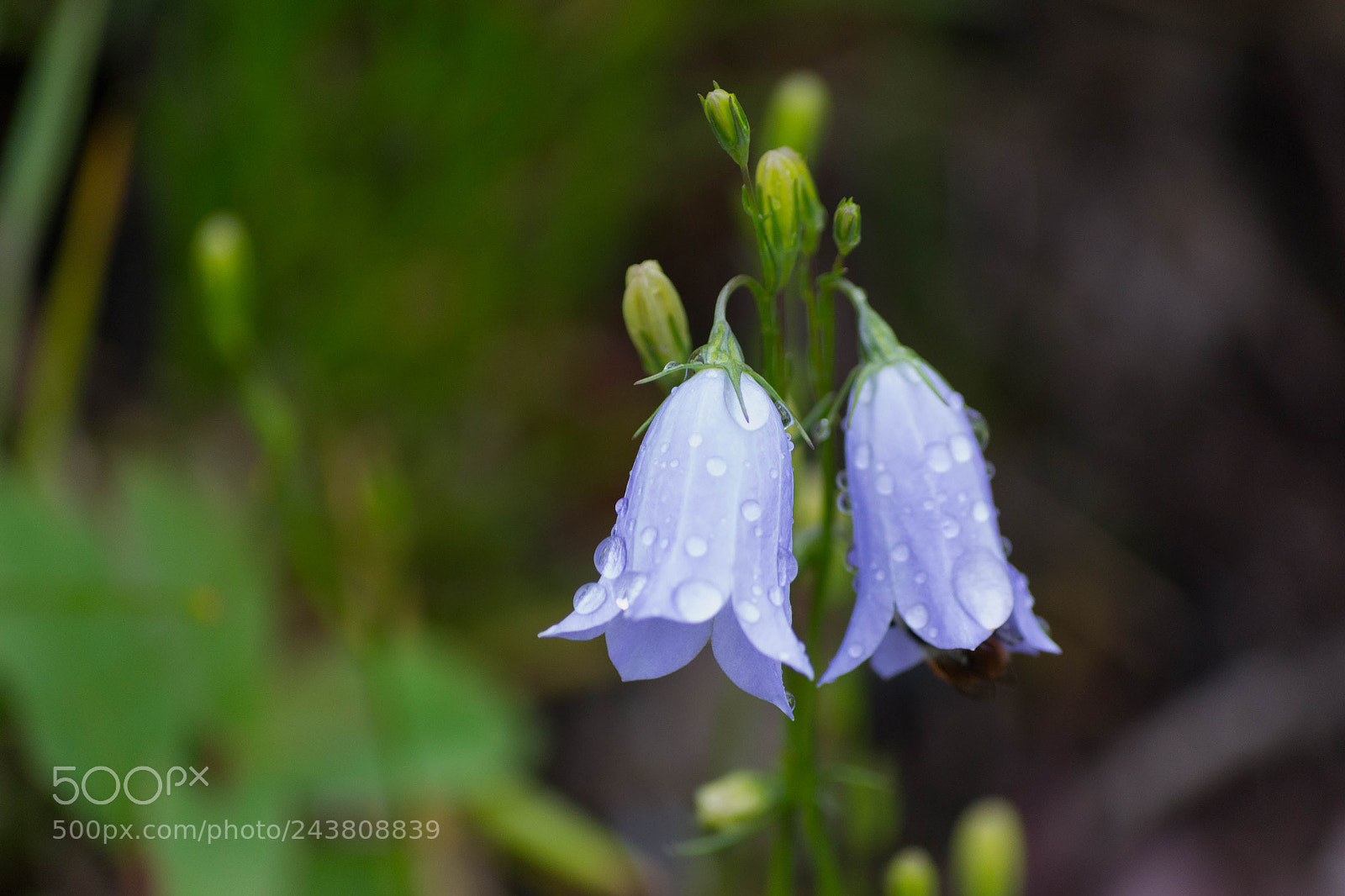 Nikon D3100 sample photo. Flower power photography