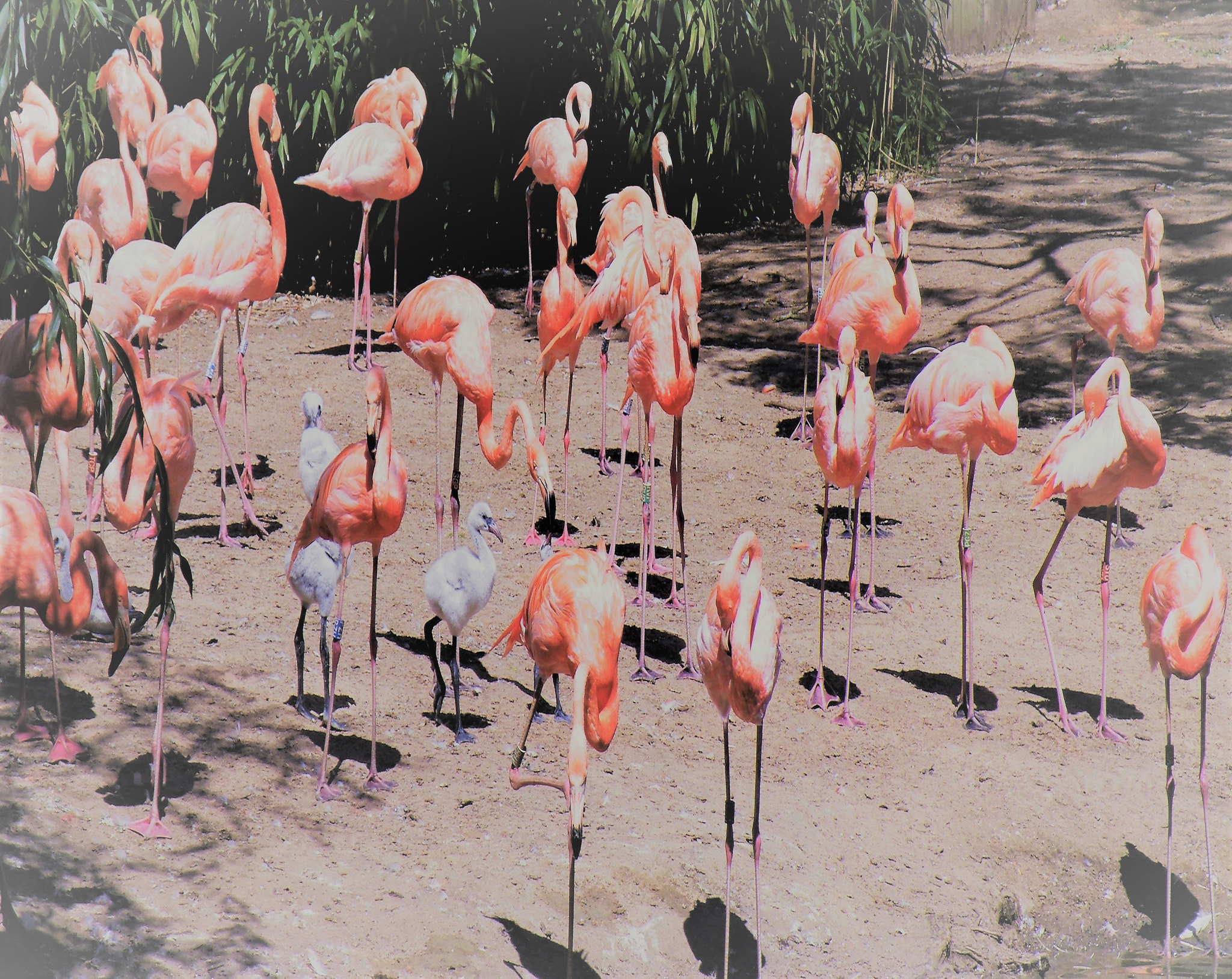 Fujifilm FinePix S8100fd sample photo. Flamingo photography