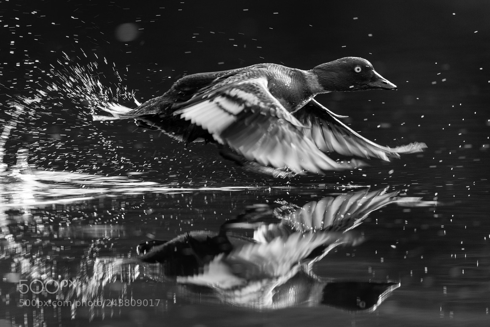 Canon EOS-1D X sample photo. Time to leave! photography