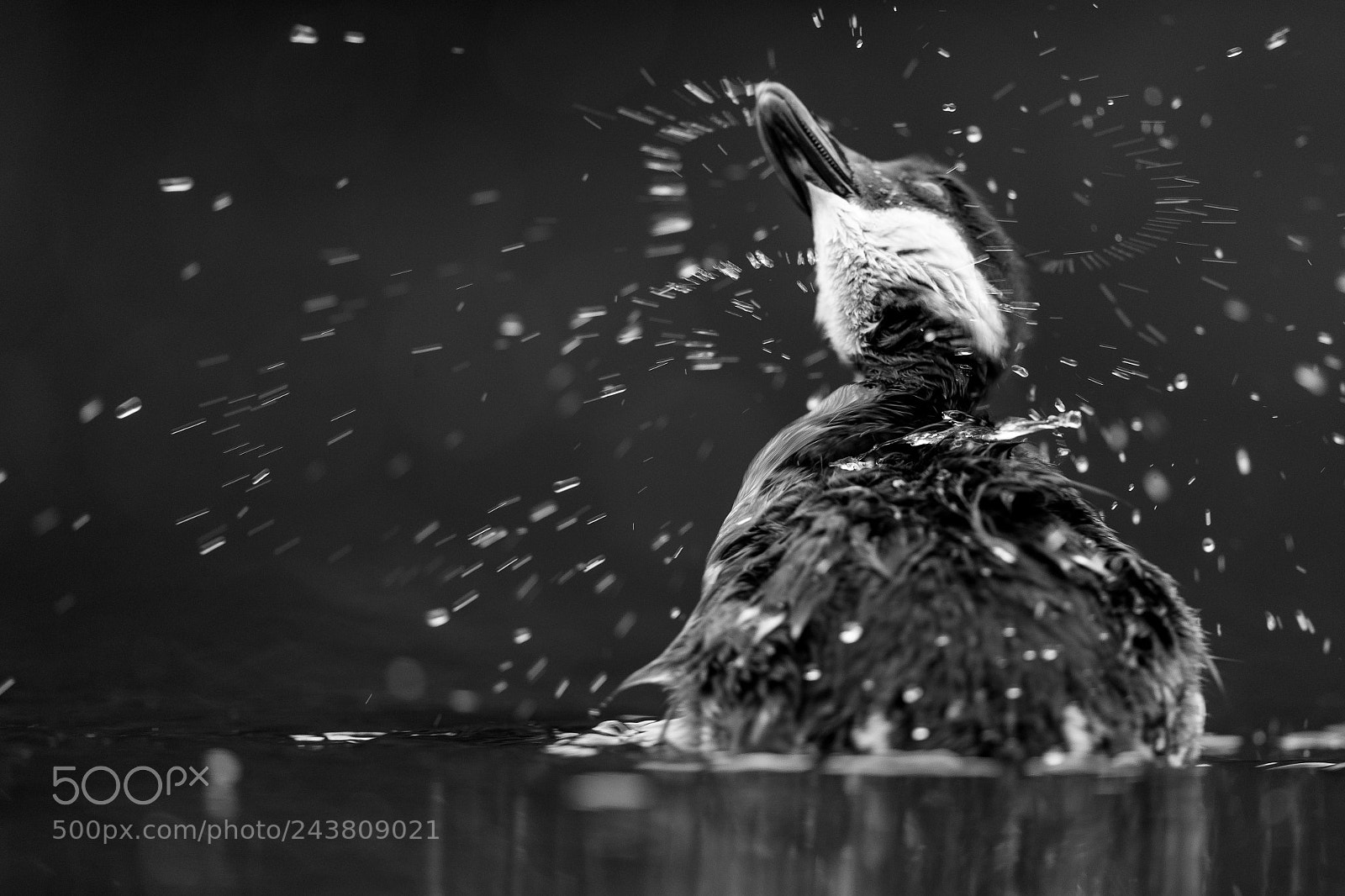 Canon EOS-1D X sample photo. Shake it off! photography