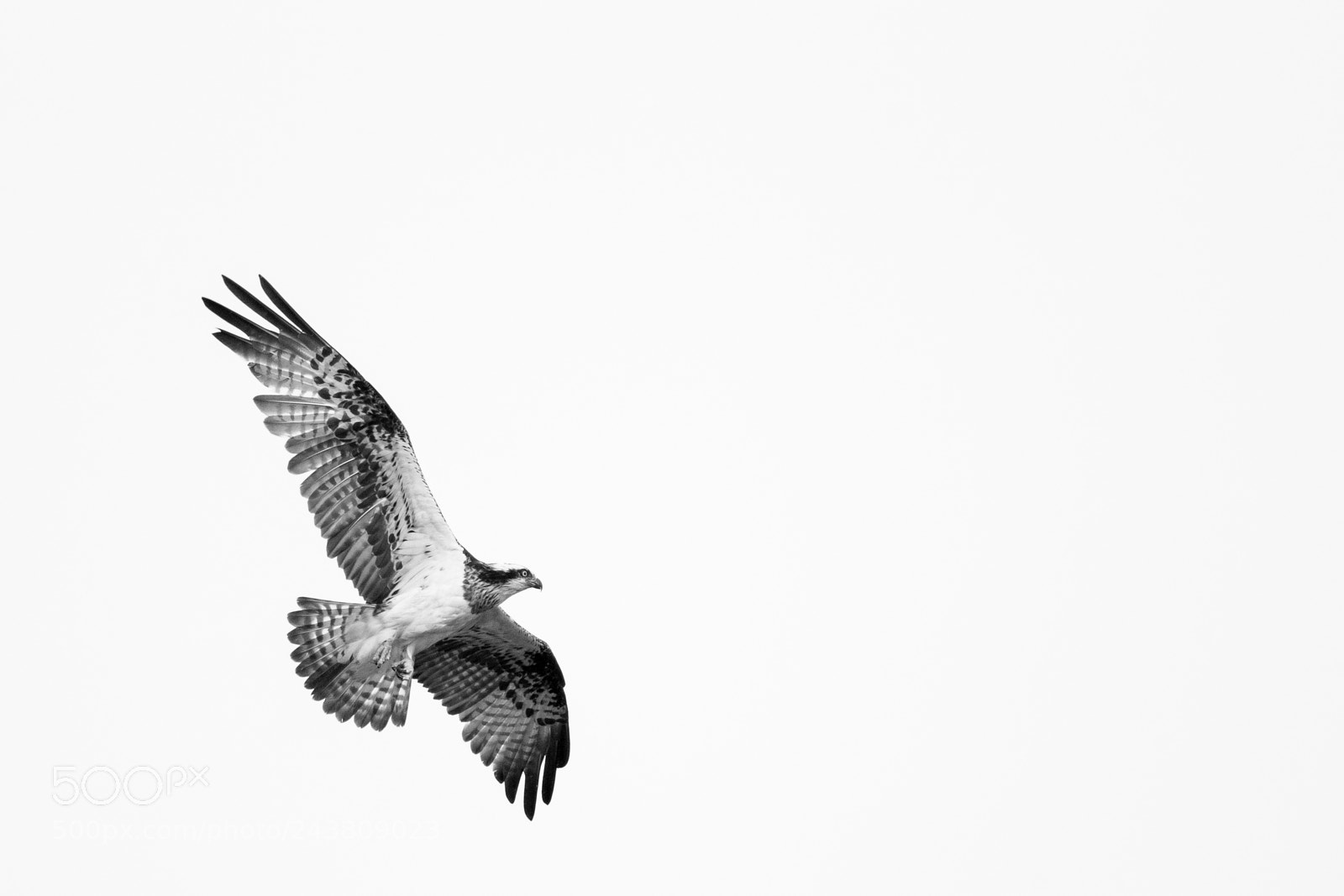 Canon EOS-1D X sample photo. Soaring photography