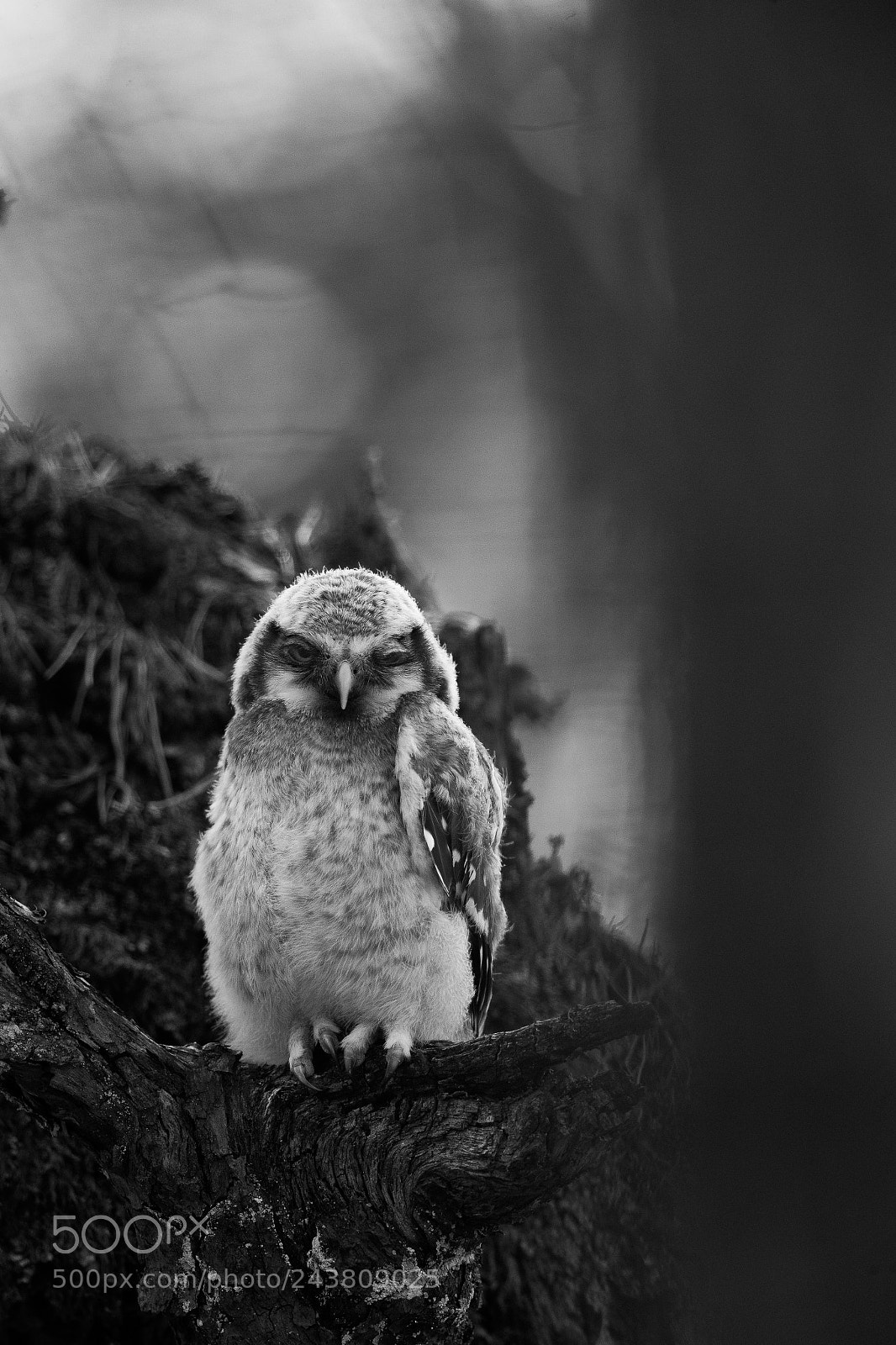 Canon EOS-1D X sample photo. Sleepy hawk owl photography