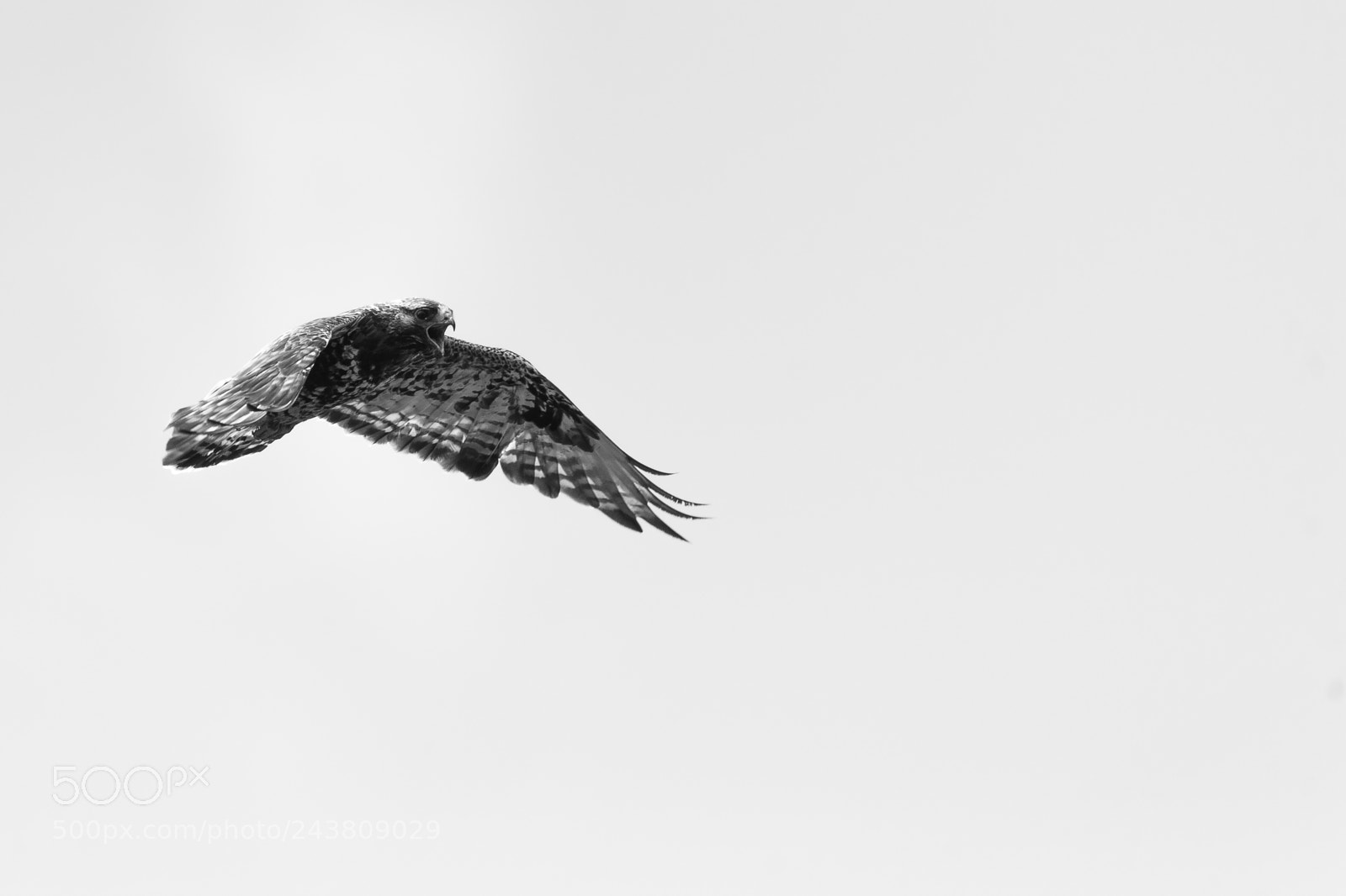 Canon EOS-1D X sample photo. Soaring buzzard photography