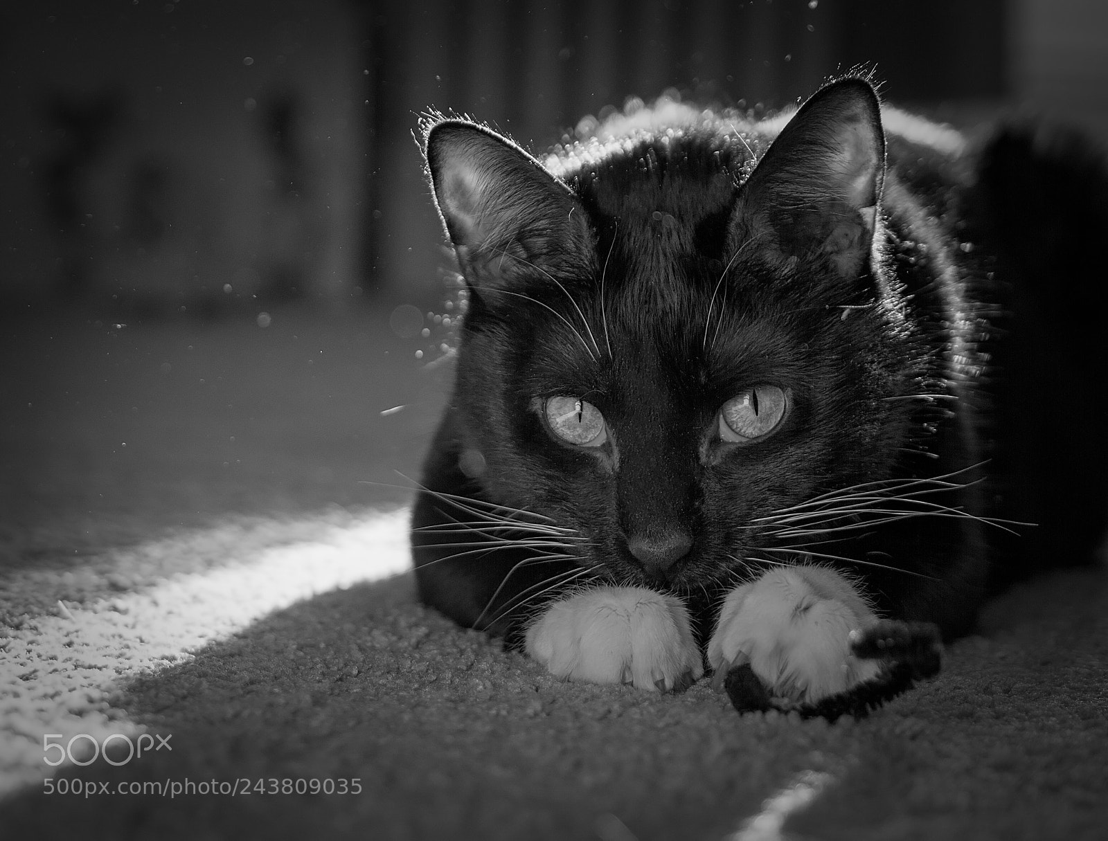 Nikon D7100 sample photo. Moody photography