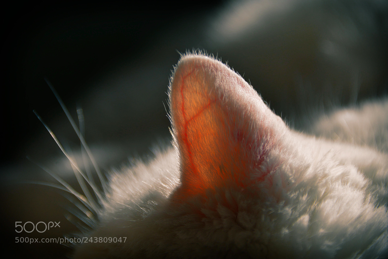 Nikon D600 sample photo. Ear photography