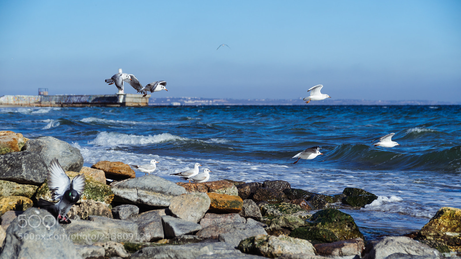 Sony a6500 sample photo. Birds on da beach photography