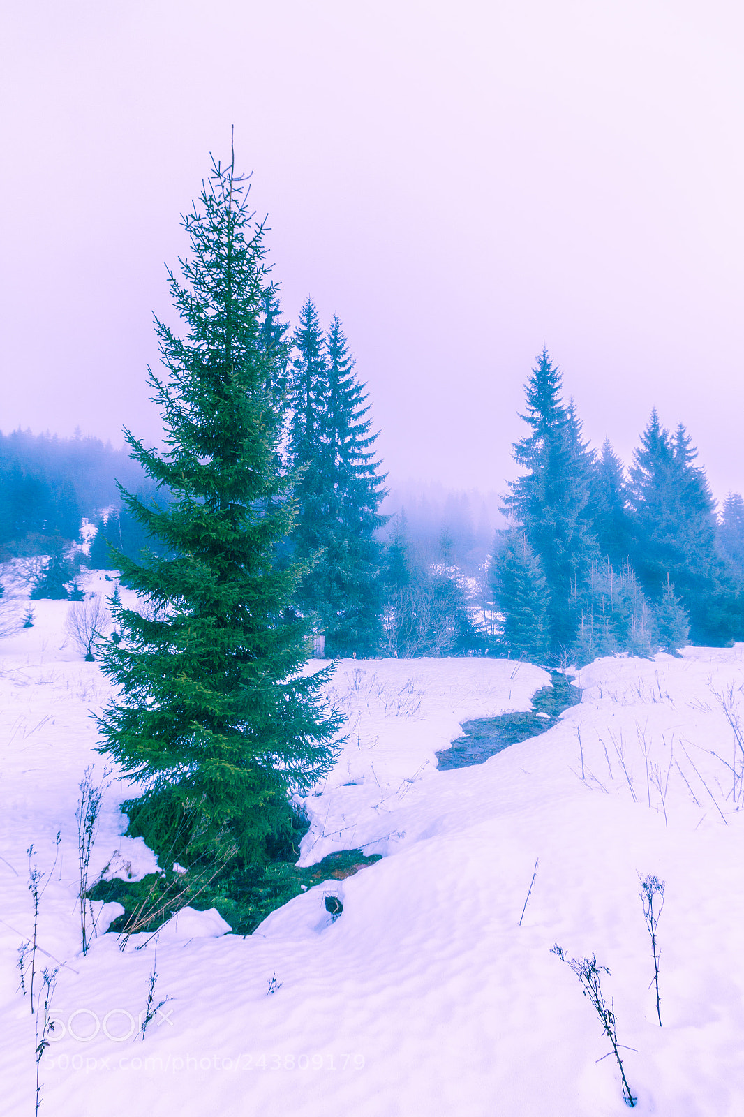 Canon EOS 60D sample photo. Christmass tree photography