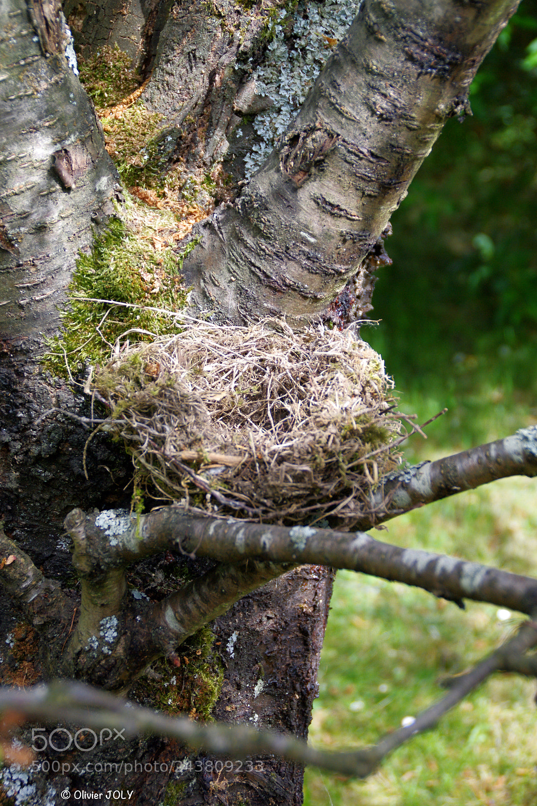 Pentax K-7 sample photo. Abandoned nest photography
