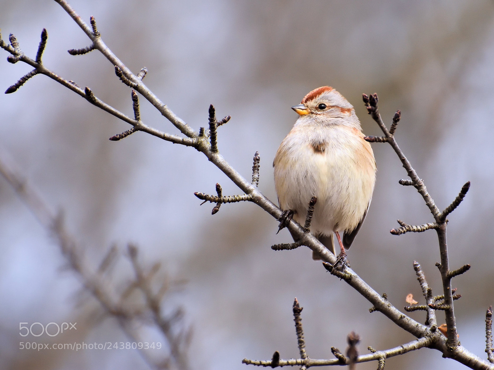 Nikon D7200 sample photo. Tree sparrow photography
