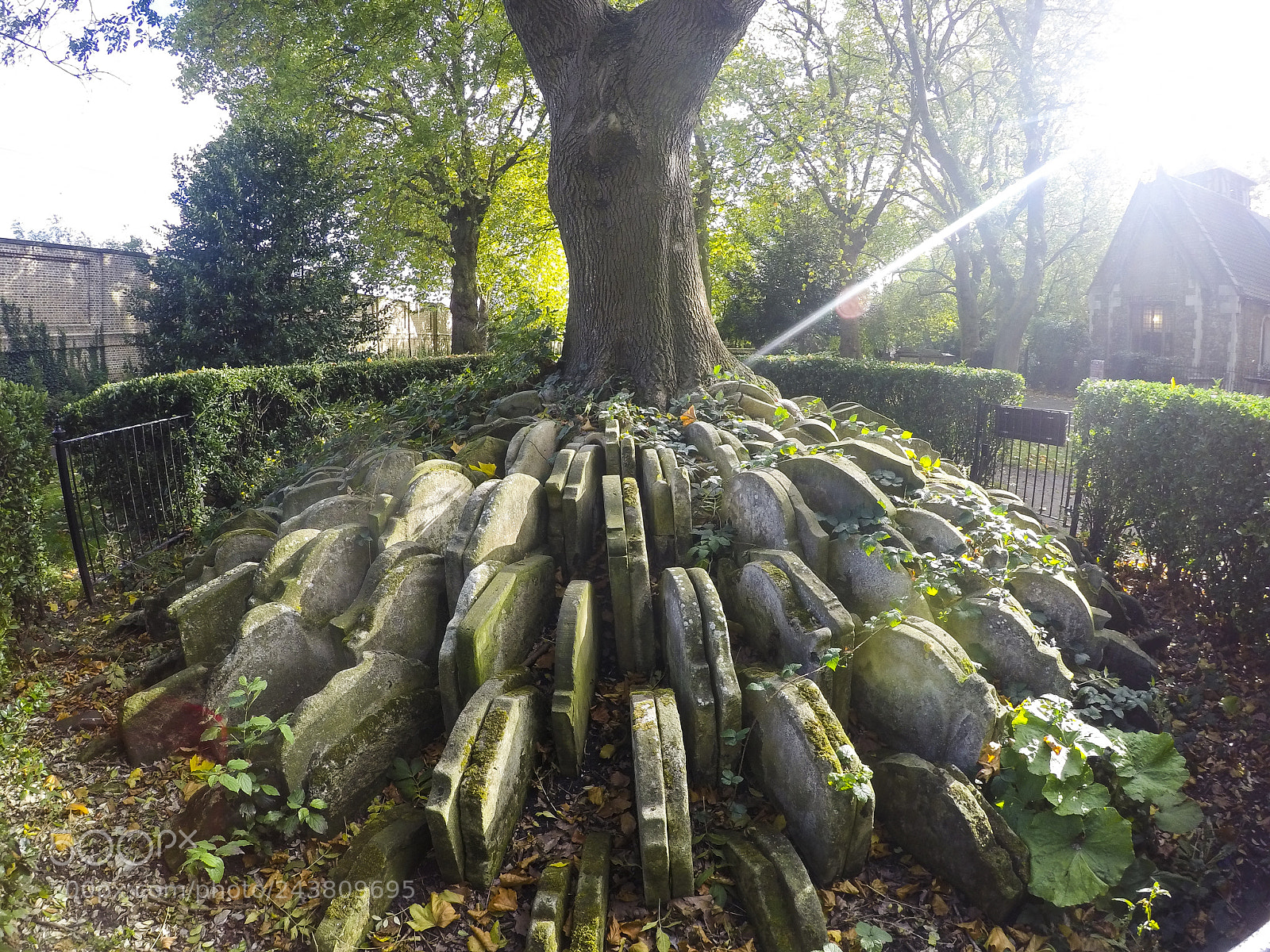GoPro HERO4 Silver sample photo. The hardy tree photography