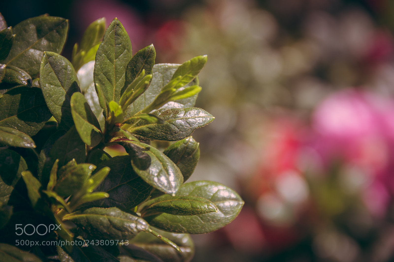Canon EOS 60D sample photo. Santa cruz photography