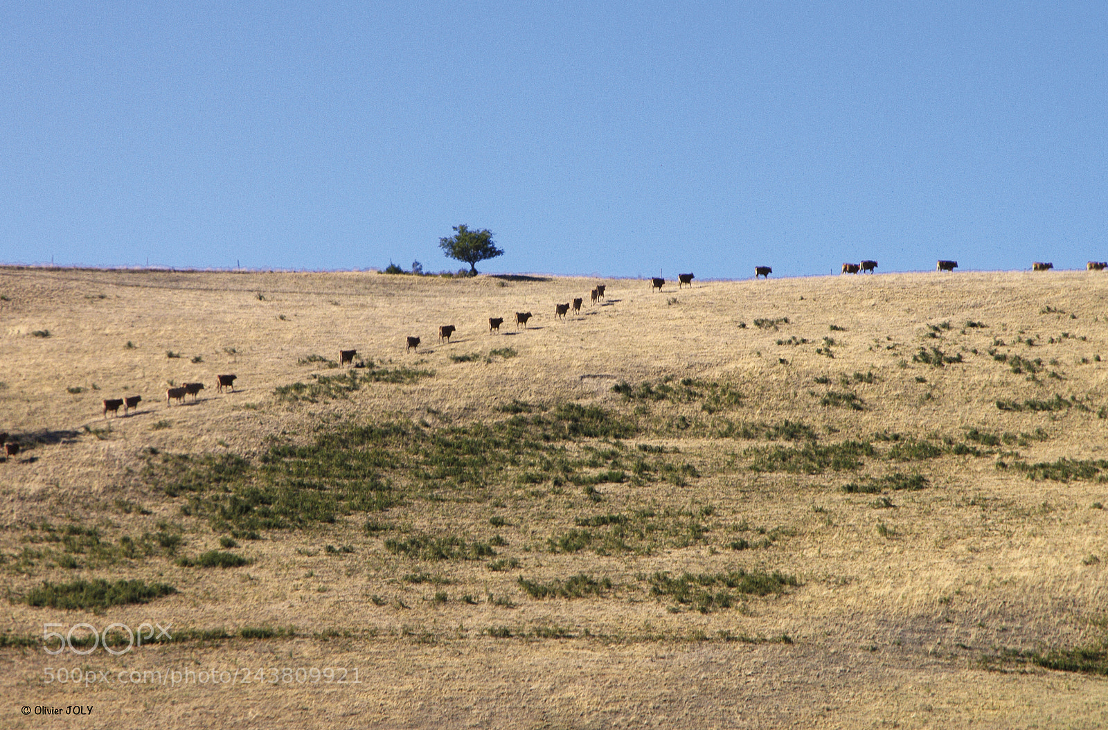 Pentax K-7 sample photo. Transhumance photography