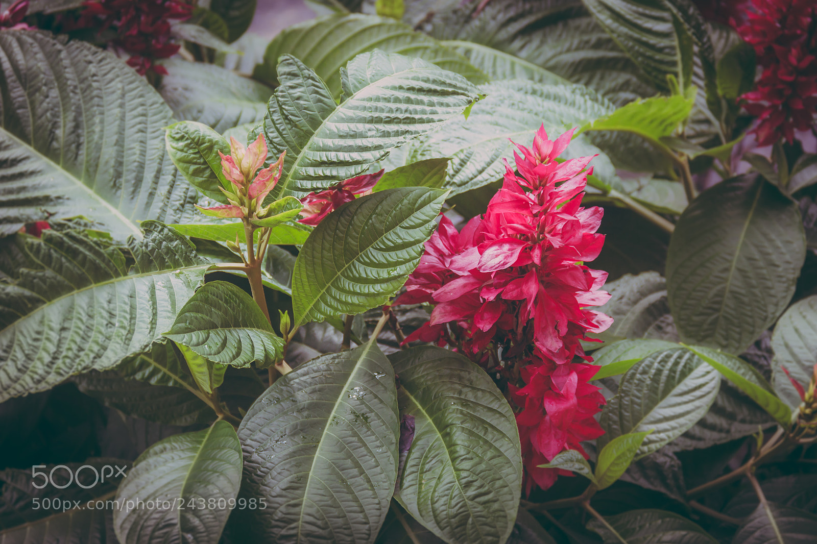 Canon EOS 60D sample photo. Santa cruz photography