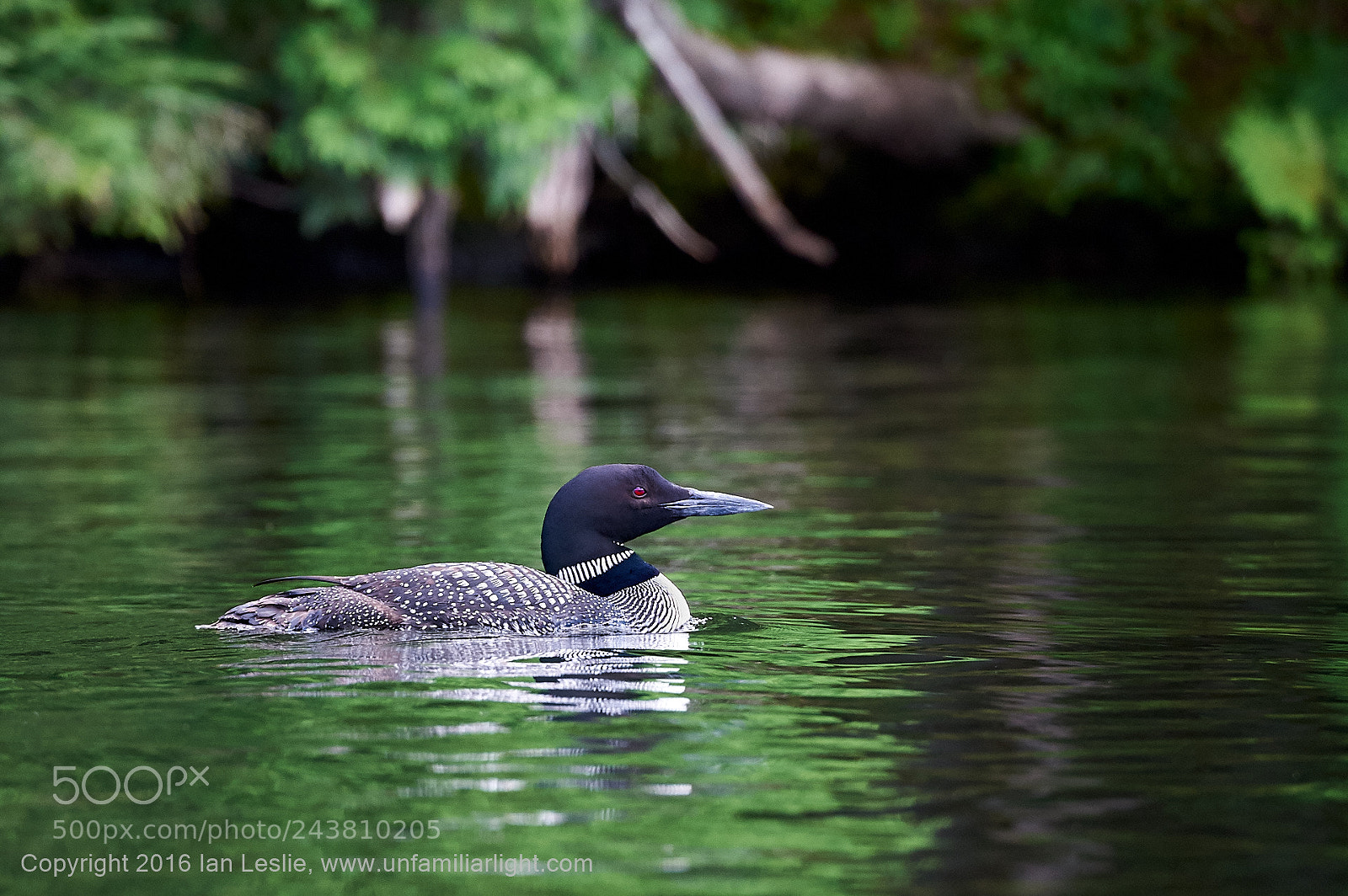 Nikon D700 sample photo. Loon photography