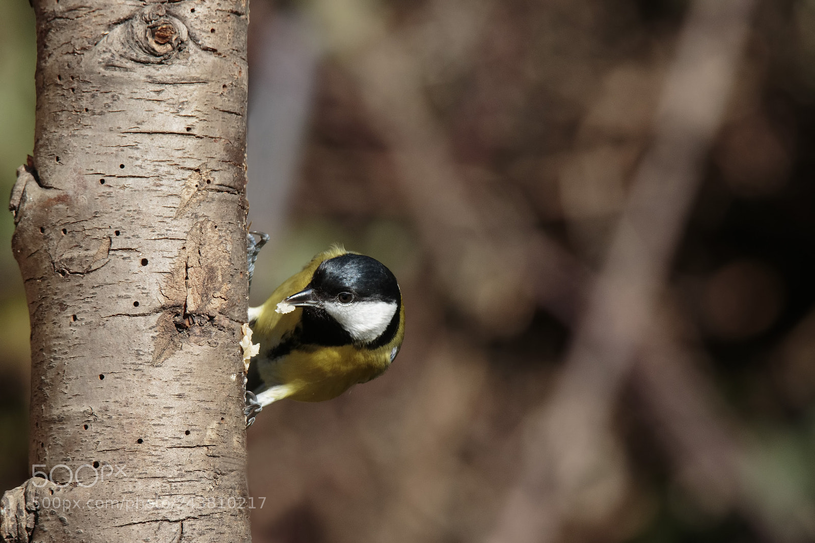 Canon EOS 7D Mark II sample photo. Great tit dinner photography