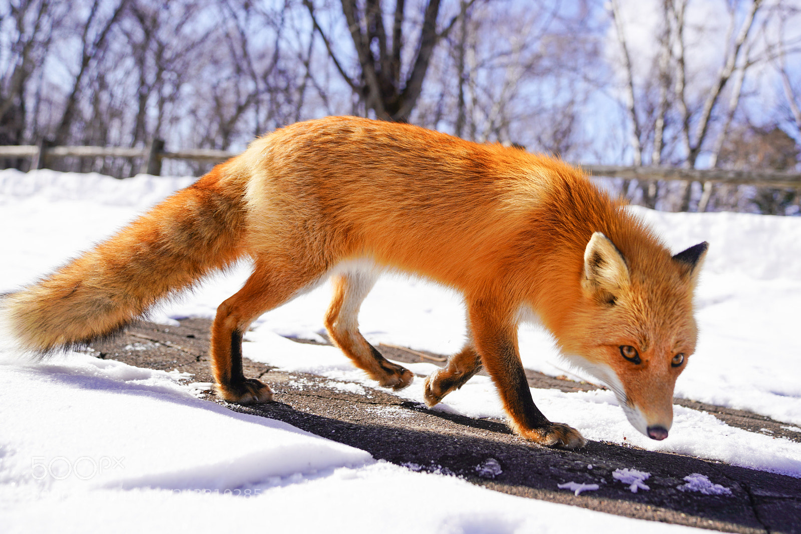 Sony a7R III sample photo. Fox in hokkaido photography