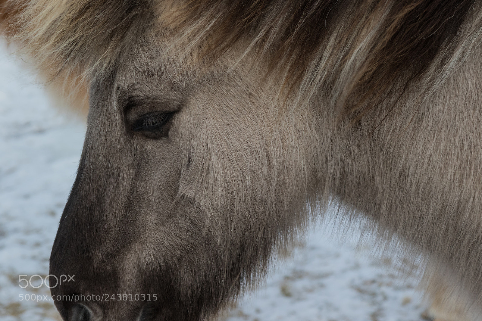 Canon EOS 7D Mark II sample photo. Winterbeast photography