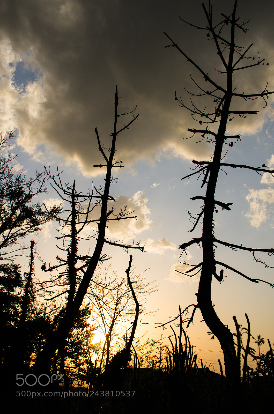 Pentax K-5 sample photo. Dead tree photography