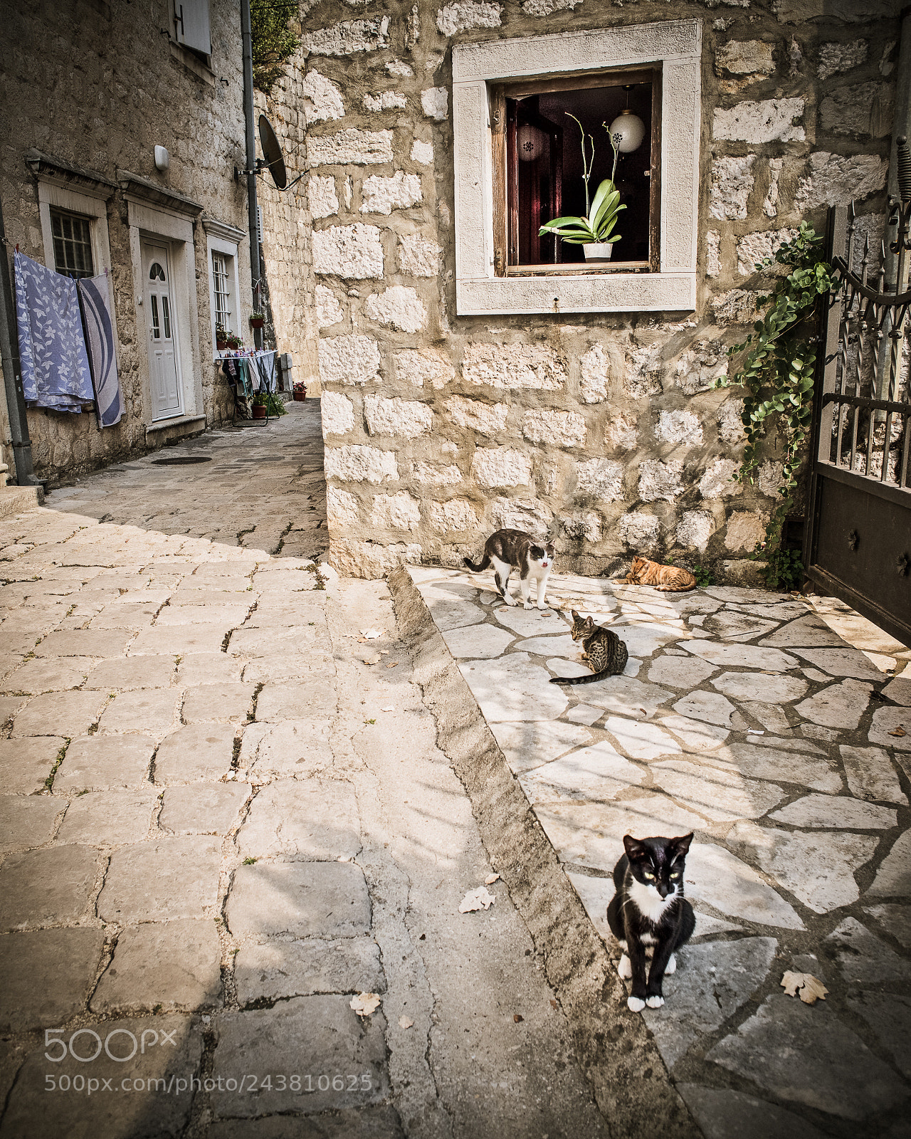 Nikon D800 sample photo. Cats of medieval town photography