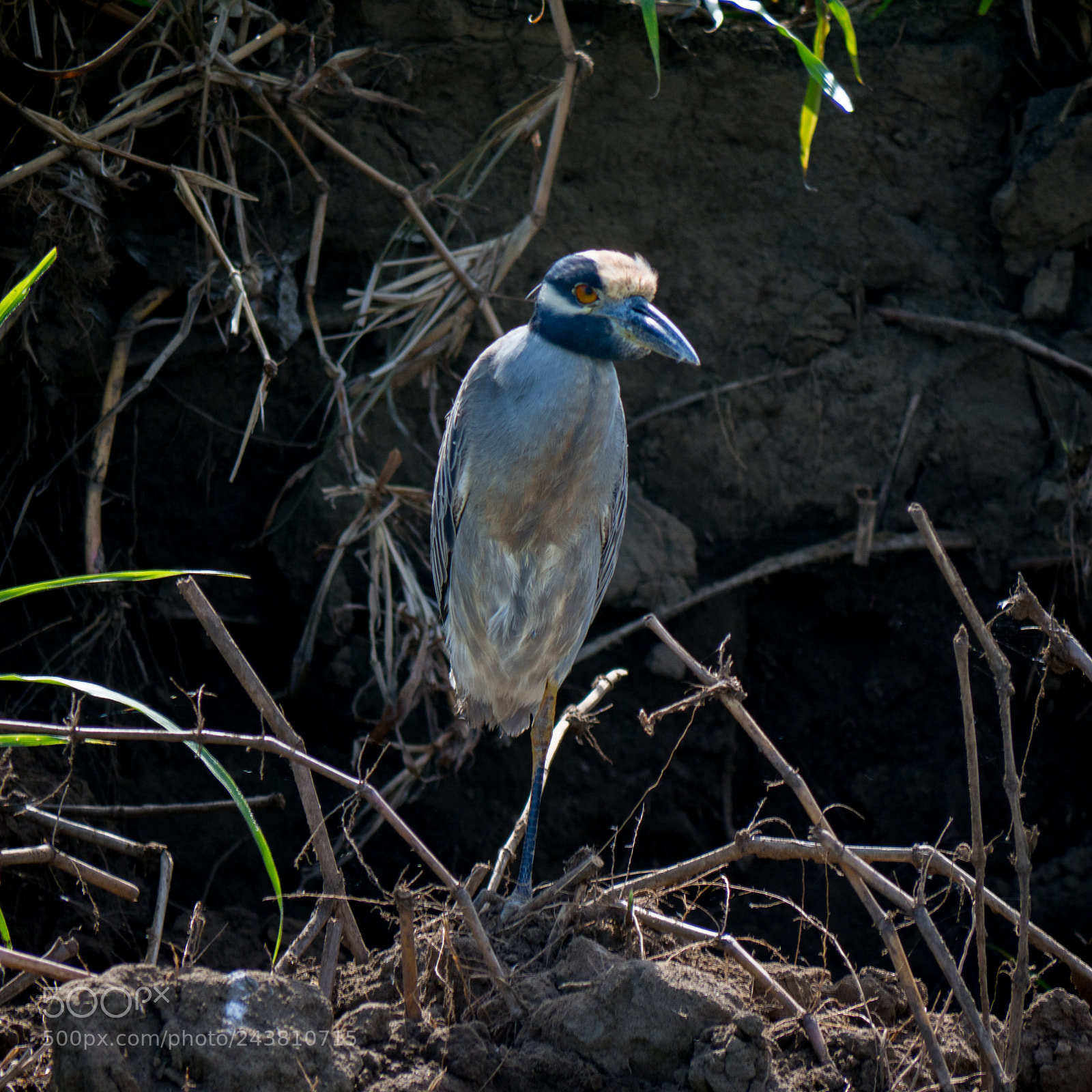 Olympus OM-D E-M10 sample photo. Yellow-crowned night heron photography