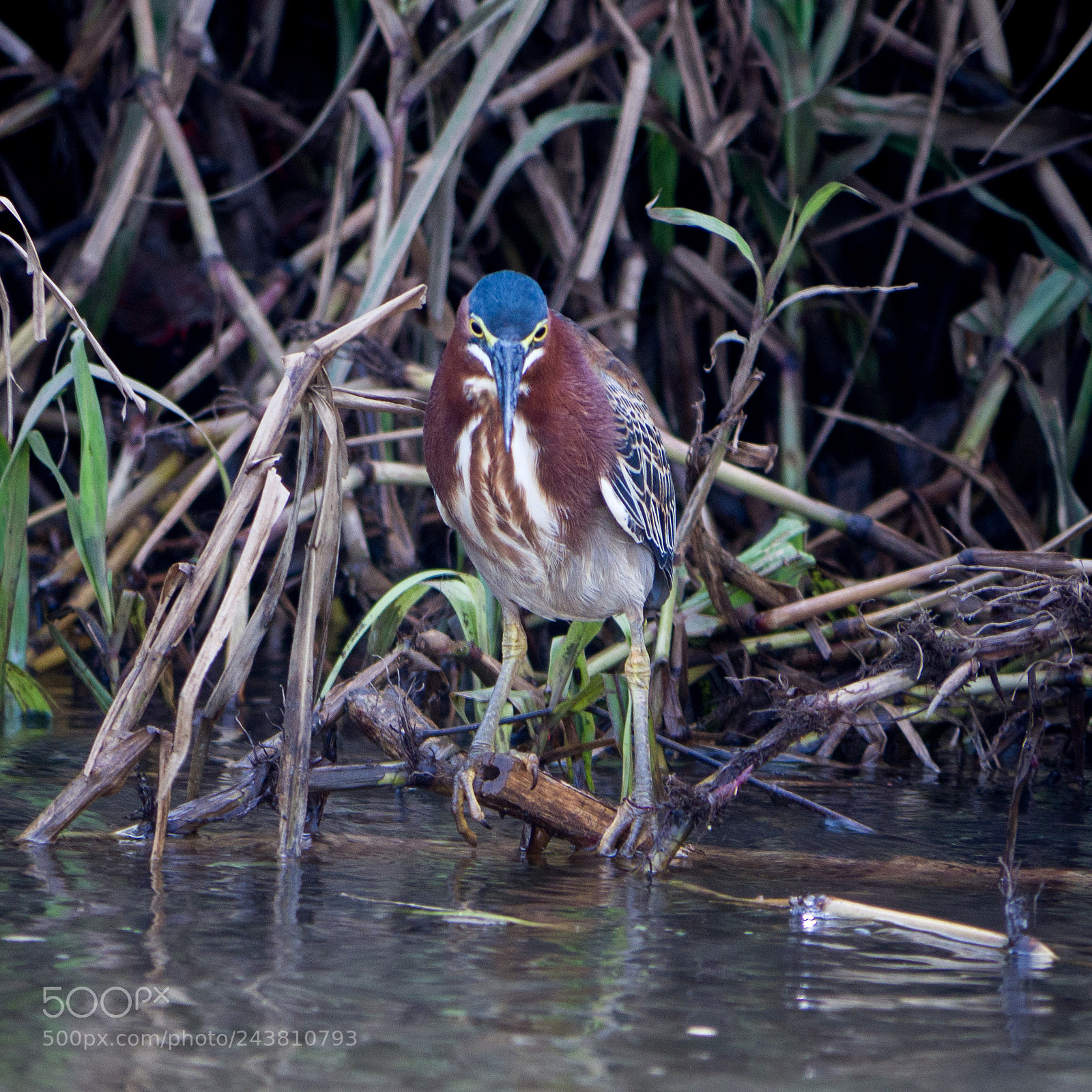 Olympus OM-D E-M10 sample photo. Green heron photography