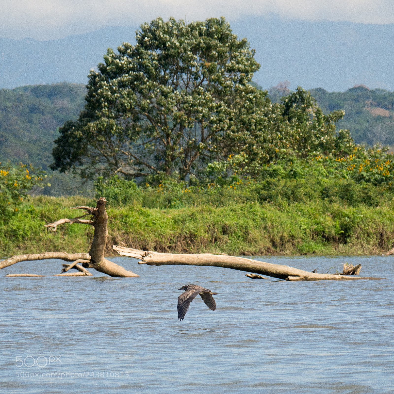 Olympus OM-D E-M10 sample photo. Neotropic cormorant photography