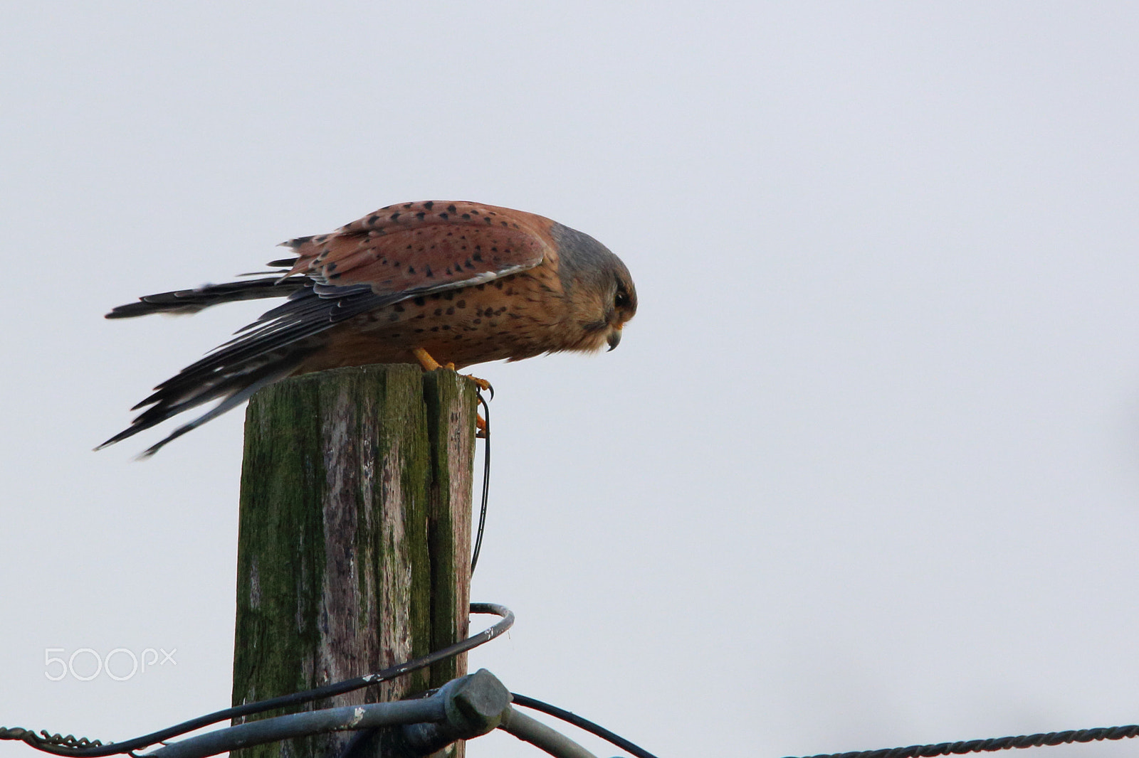 Sigma 150-500mm F5-6.3 DG OS HSM sample photo. Kestrel photography