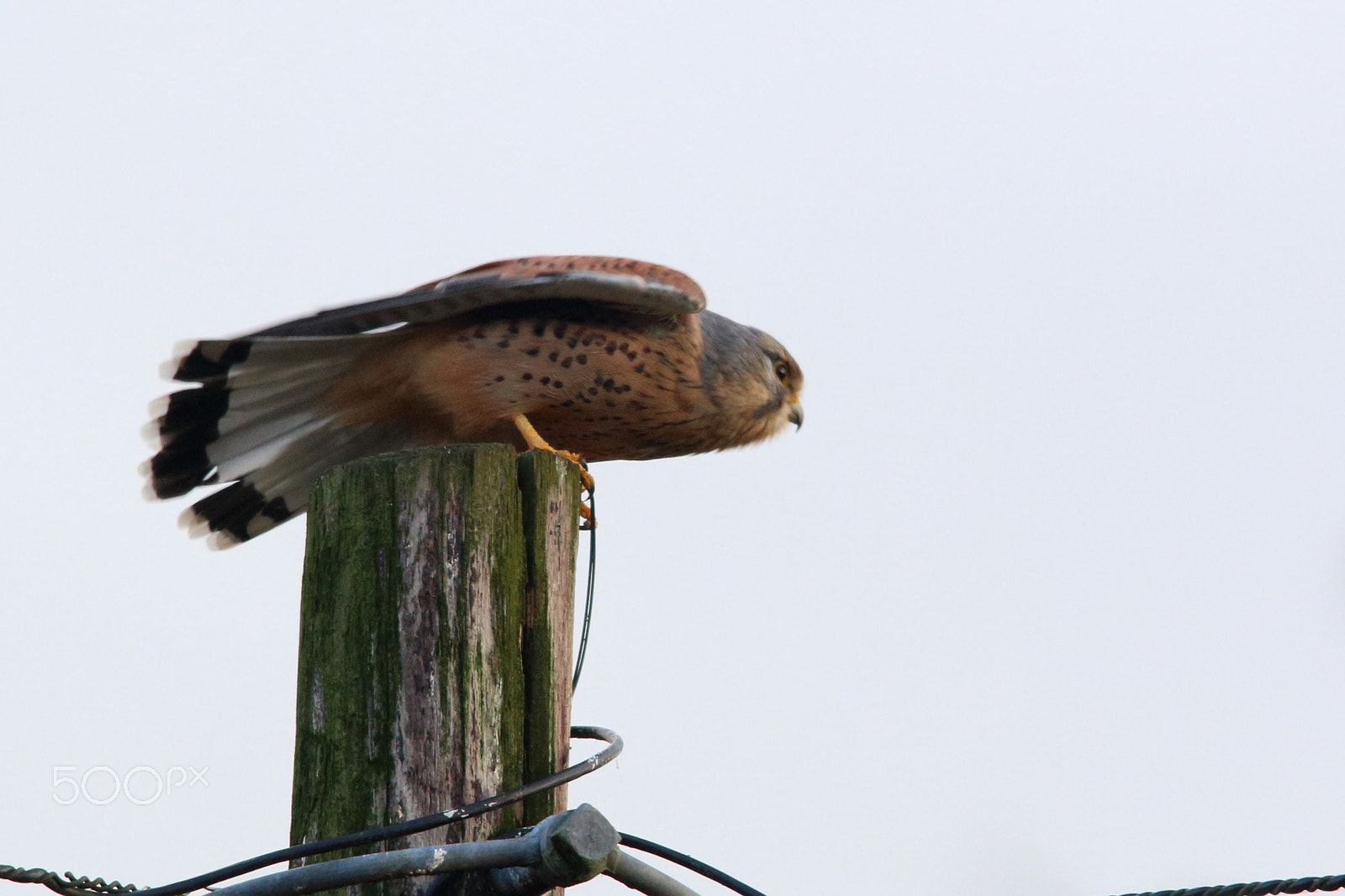 Sigma 150-500mm F5-6.3 DG OS HSM sample photo. Male kestrel photography