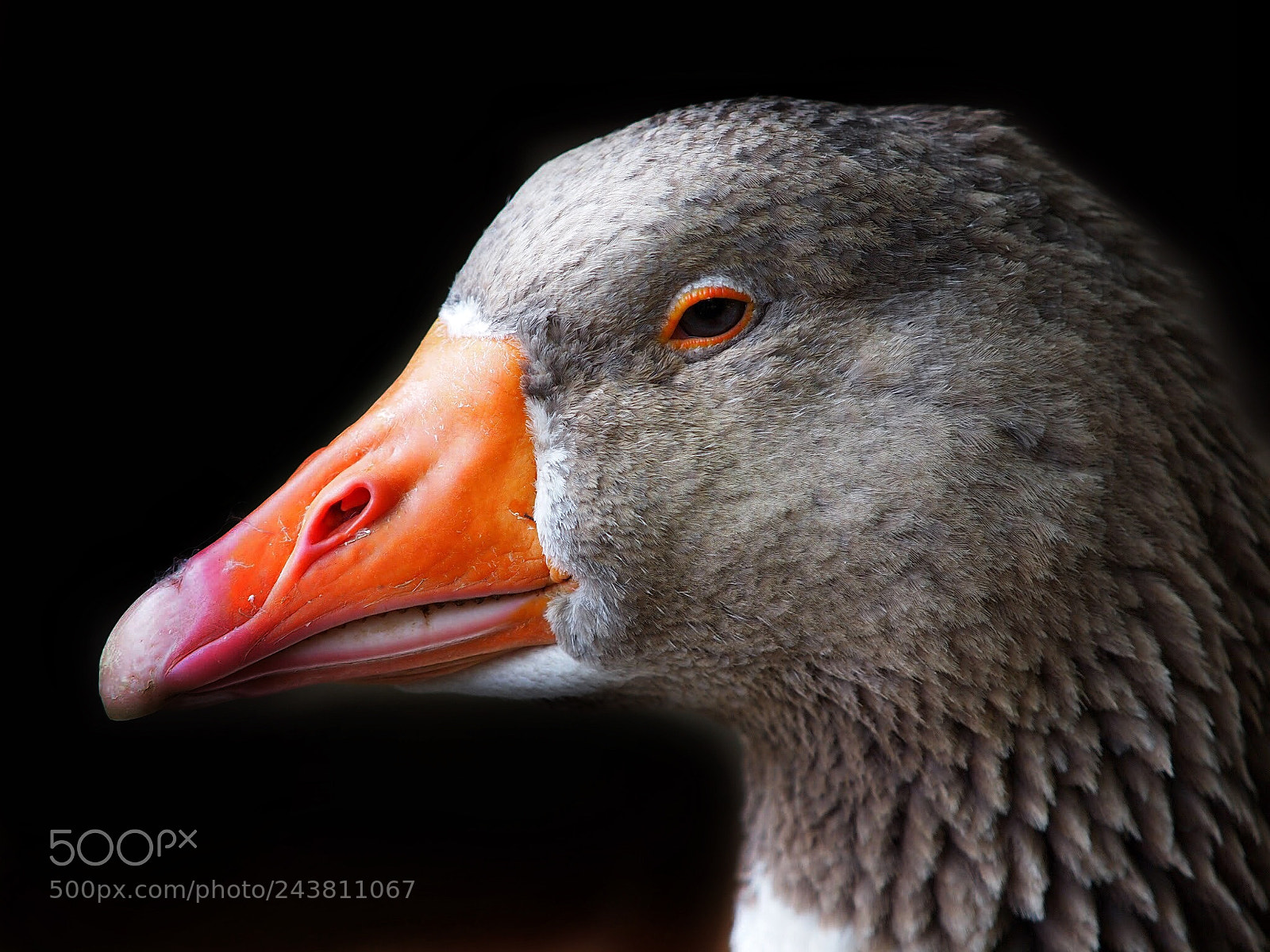 Olympus E-5 sample photo. Greylag goose photography
