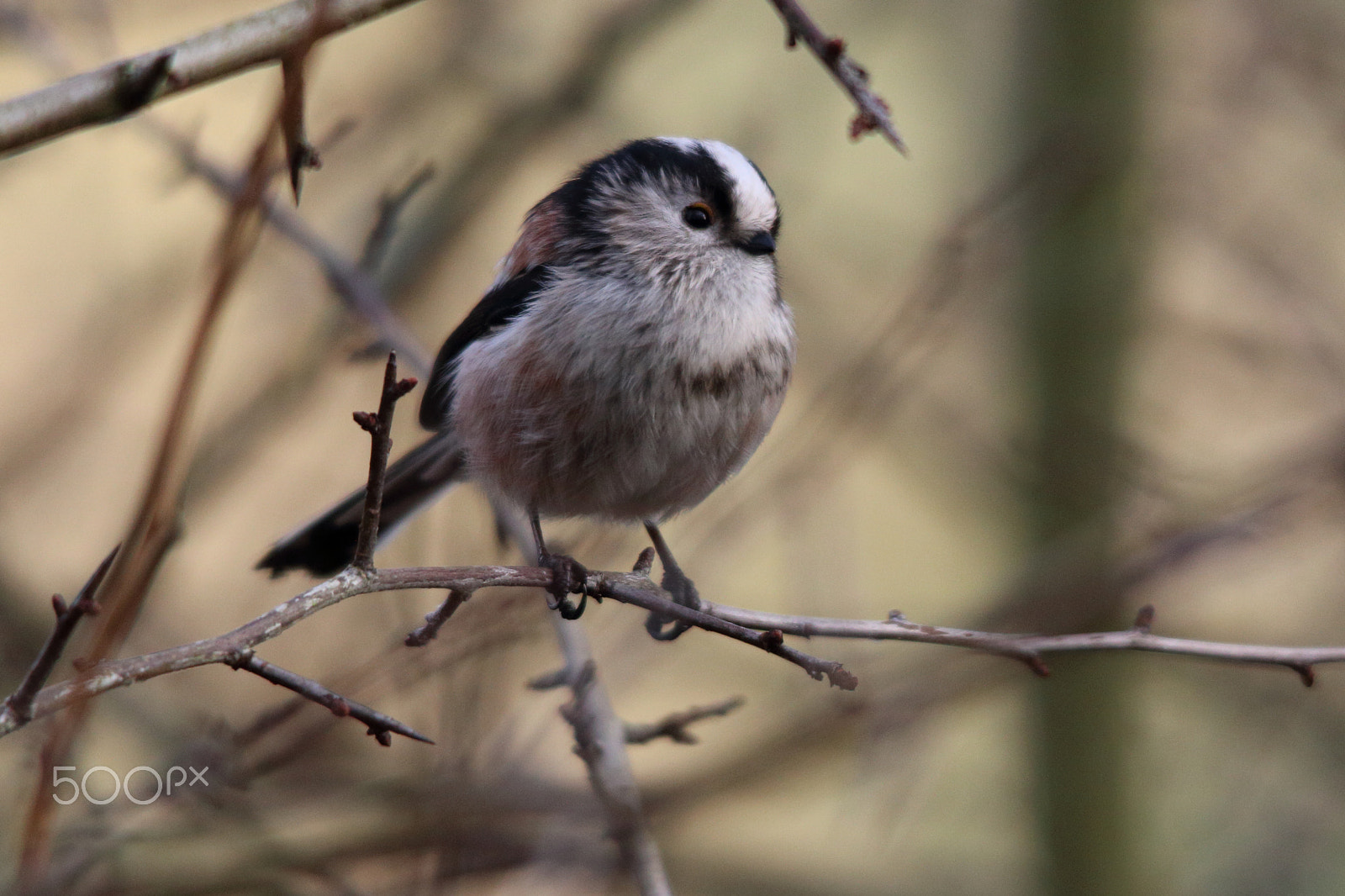 Canon EOS 70D sample photo. Long tail photography