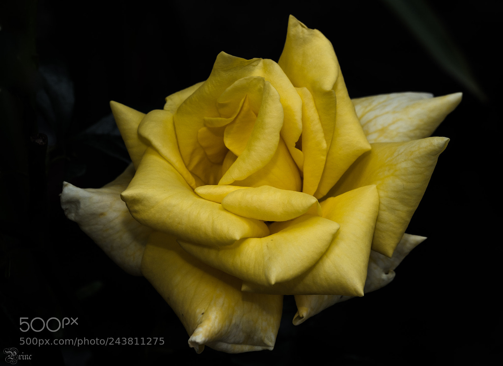 Olympus PEN-F sample photo. Yellow rose photography