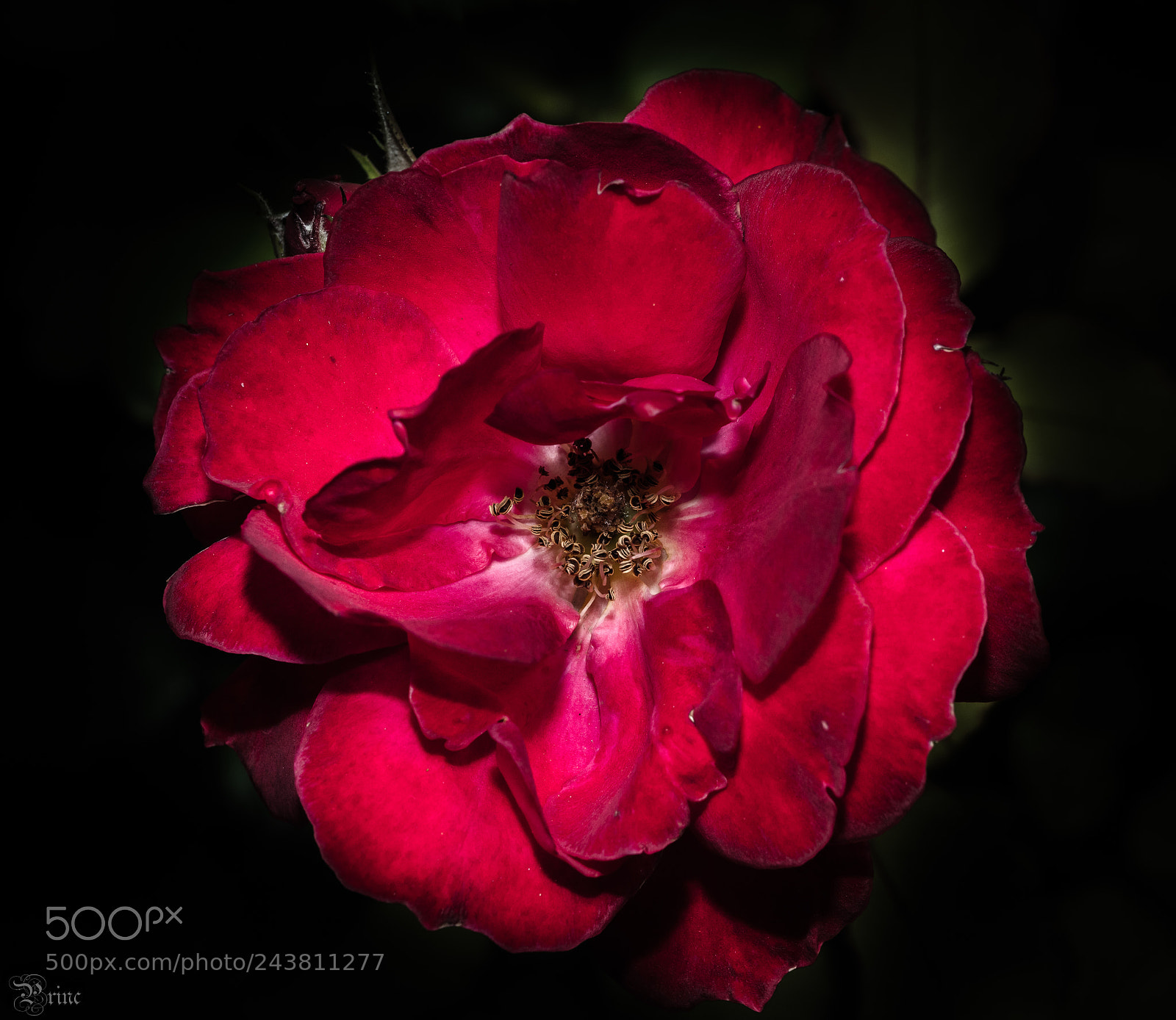 Olympus PEN-F sample photo. Red rose photography