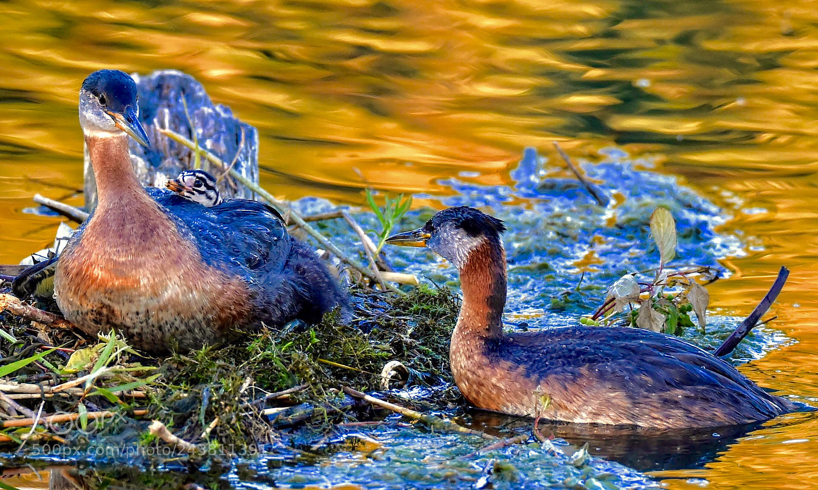 Nikon D4S sample photo. 鸊鷉一家三口(red-necked grebe family) photography