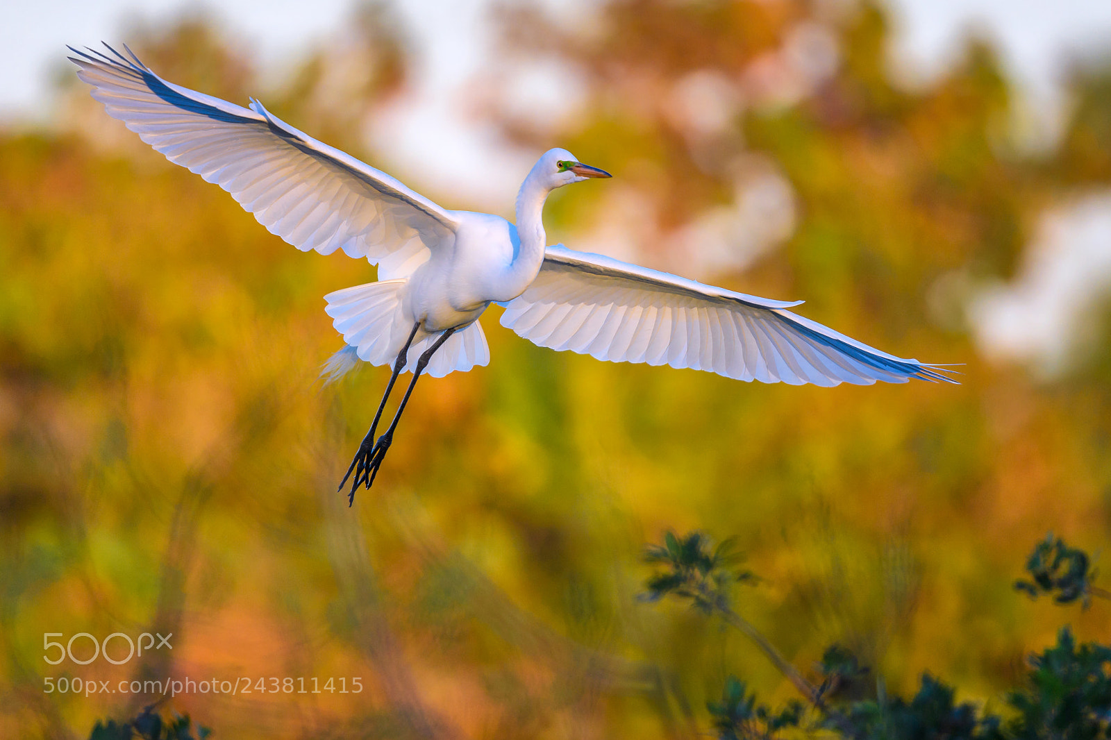 Nikon D5 sample photo. Great egret ardea alba photography