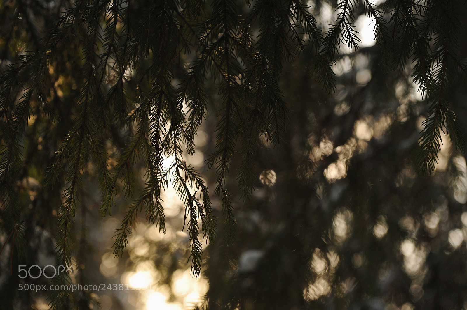 Nikon D700 sample photo. Fir branches photography