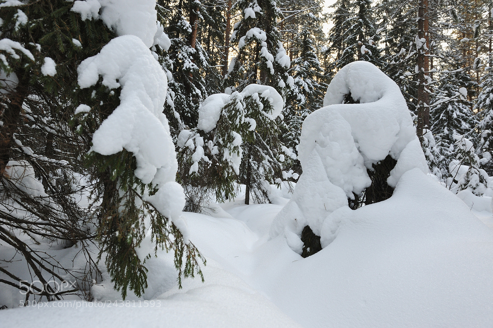 Nikon D700 sample photo. Winter in the taiga photography