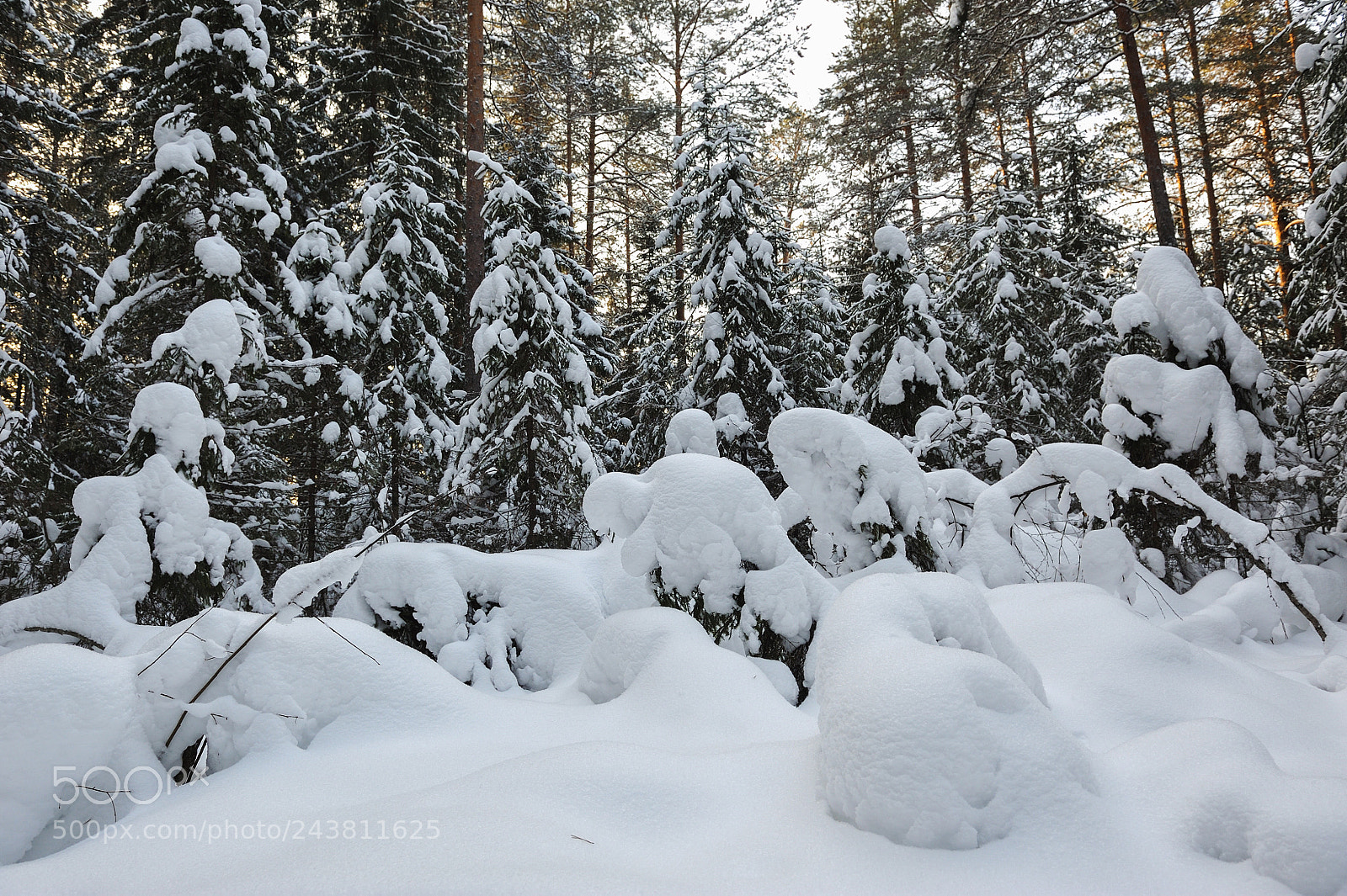 Nikon D700 sample photo. Winter in the taiga photography