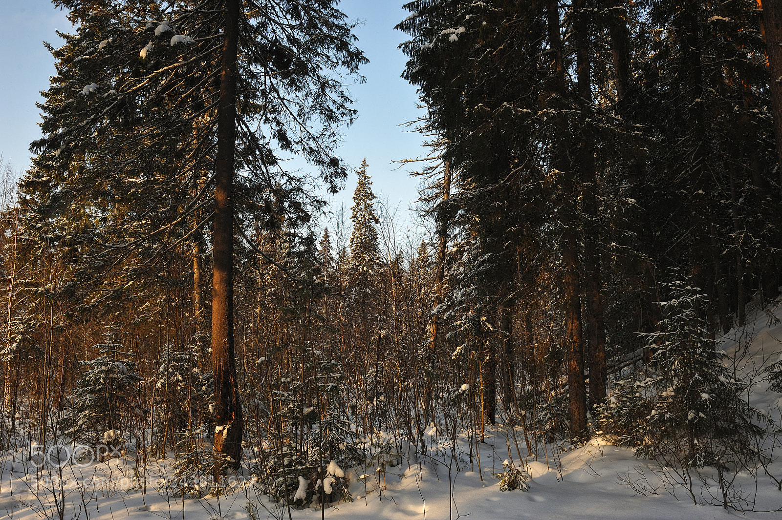 Nikon D700 sample photo. Wintery forest. photography